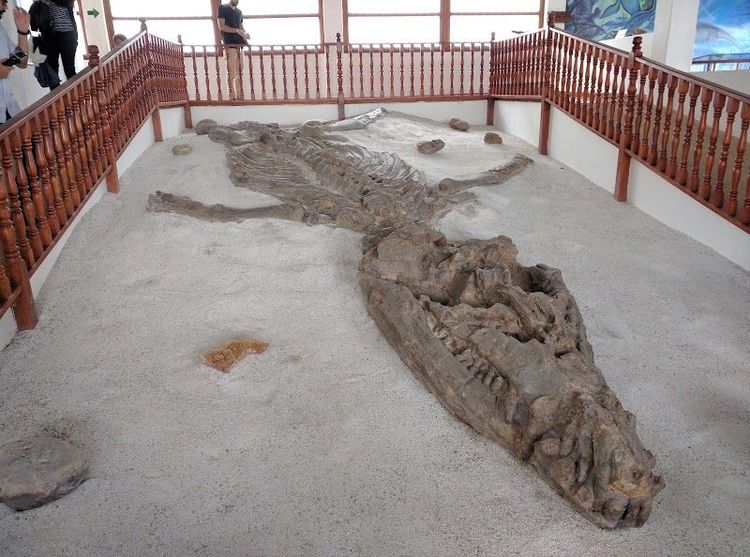 The Fossil Community Museum - Chíquiza - Colombia - Booked ai