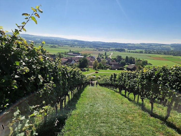 Weinweg Weinfelden - Weinfelden - Switzerland - Booked ai