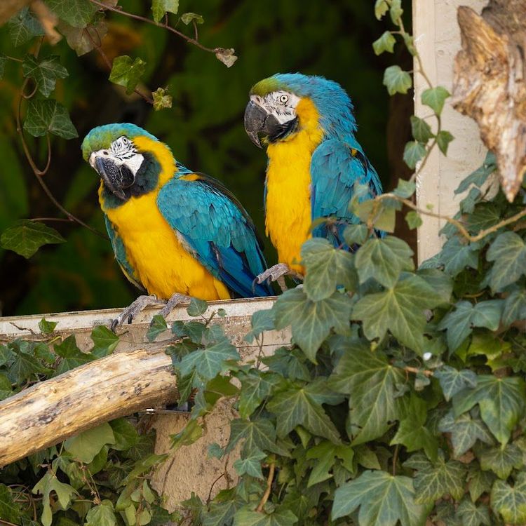 Welser Tiergarten - Wels - Austria - Booked ai