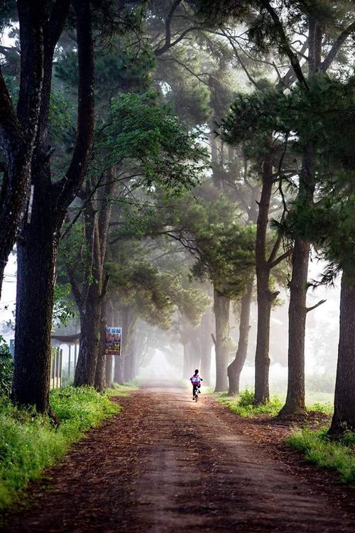 Green pines - Pleiku - Vietnam - Booked ai