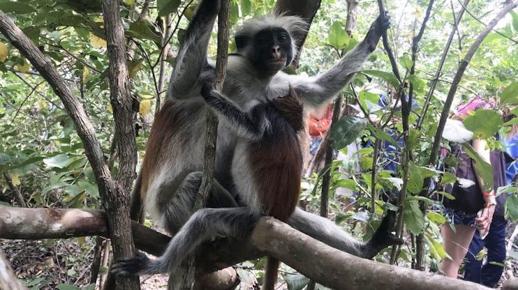 Jozani Forest - Kendwa - Tanzania - Booked ai