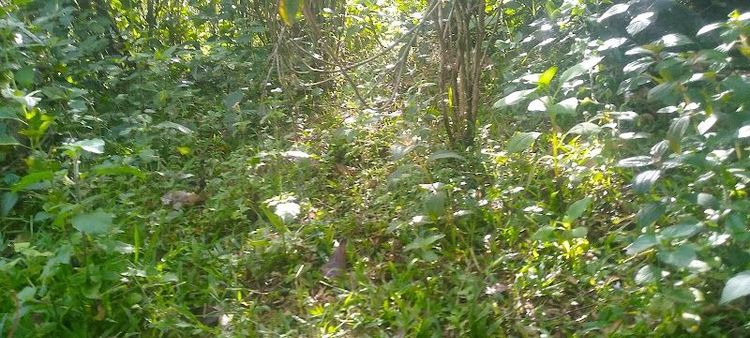 Chomphuluang - Xam Neua - Laos - Booked ai