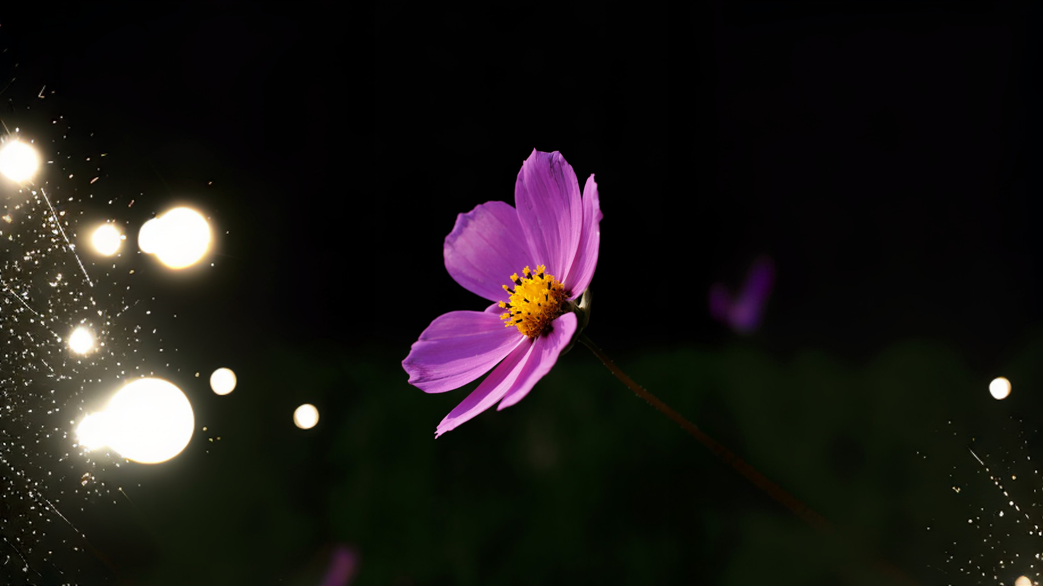 Pink Princess