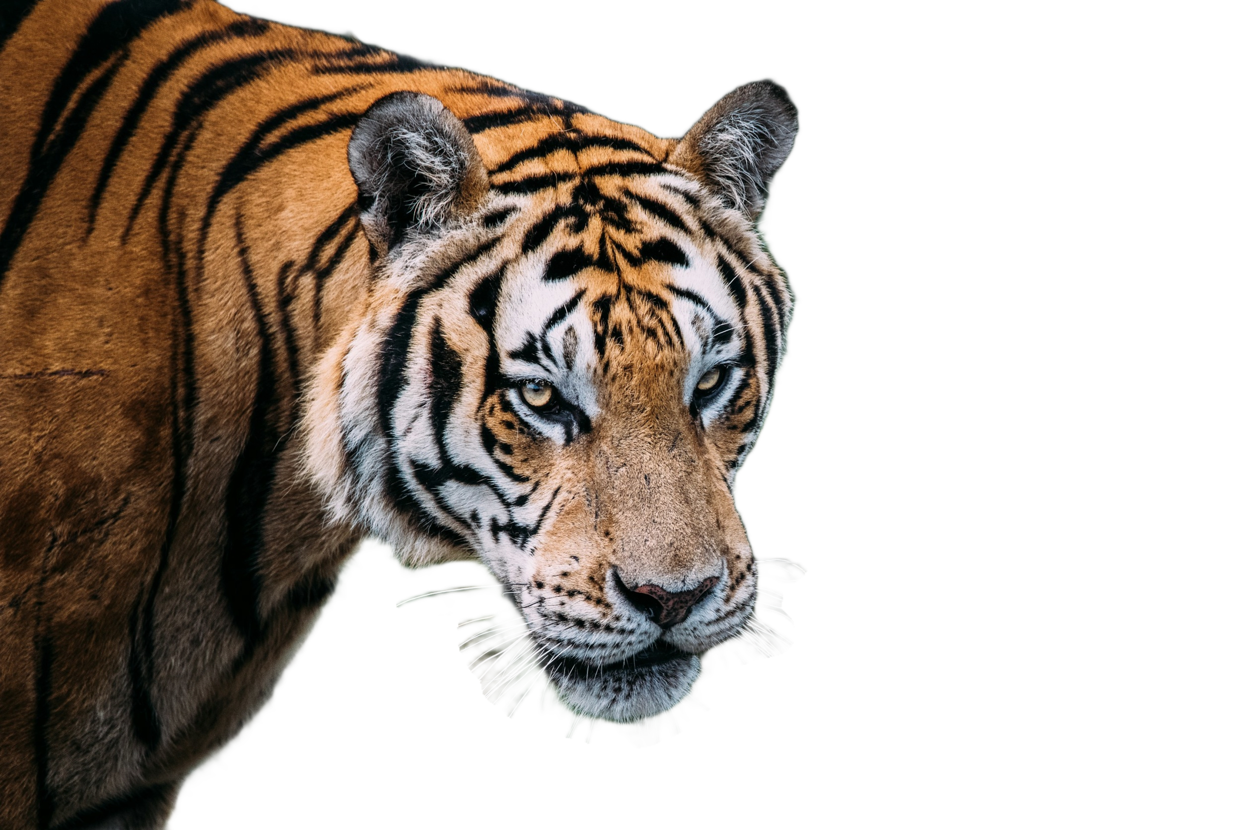 The Orange Tiger