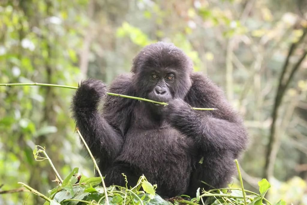 What is The Best Gorilla Trekking Sector in Bwindi?: A Complete Guide