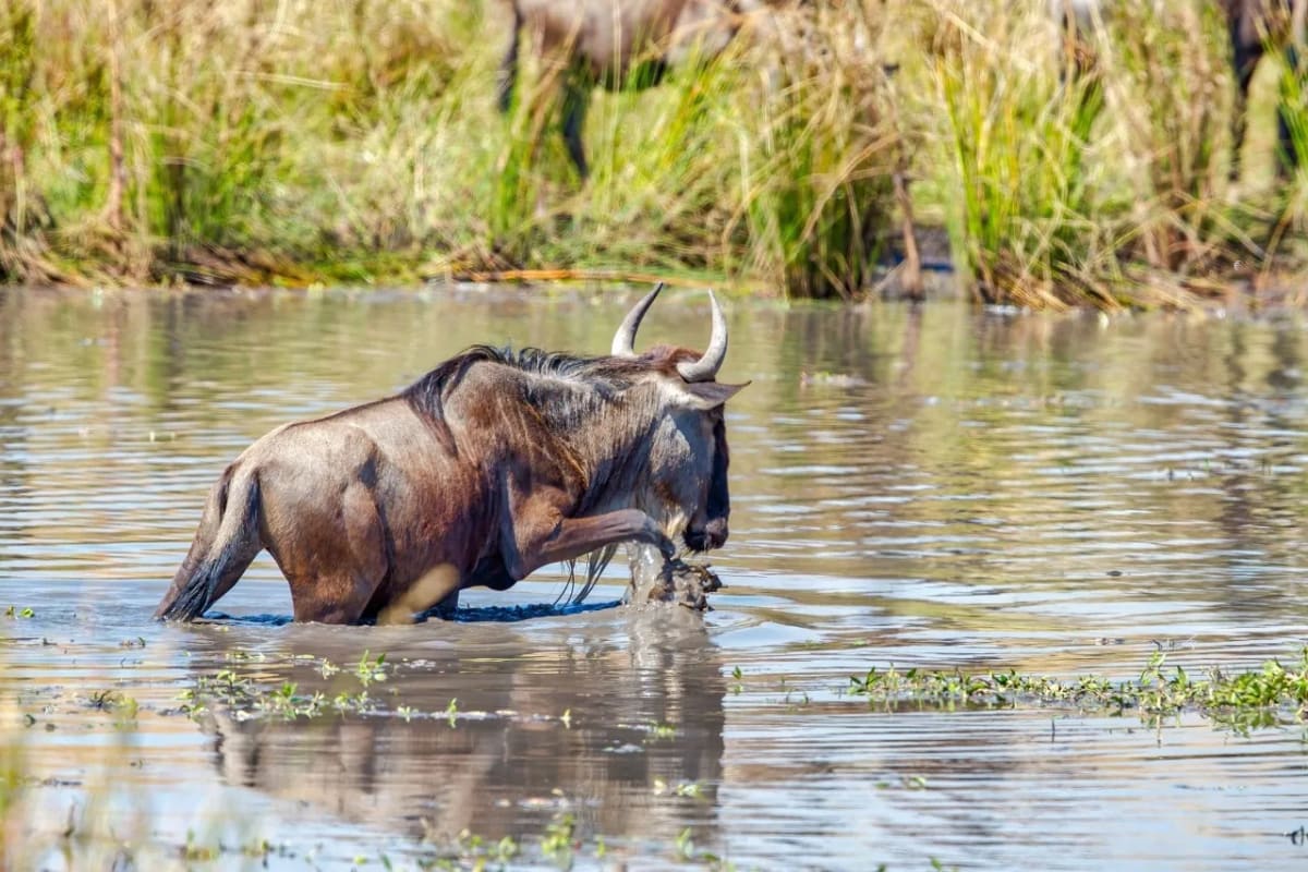 Where to See the Wildebeest Migration in Tanzania: Month-by-Month Guide