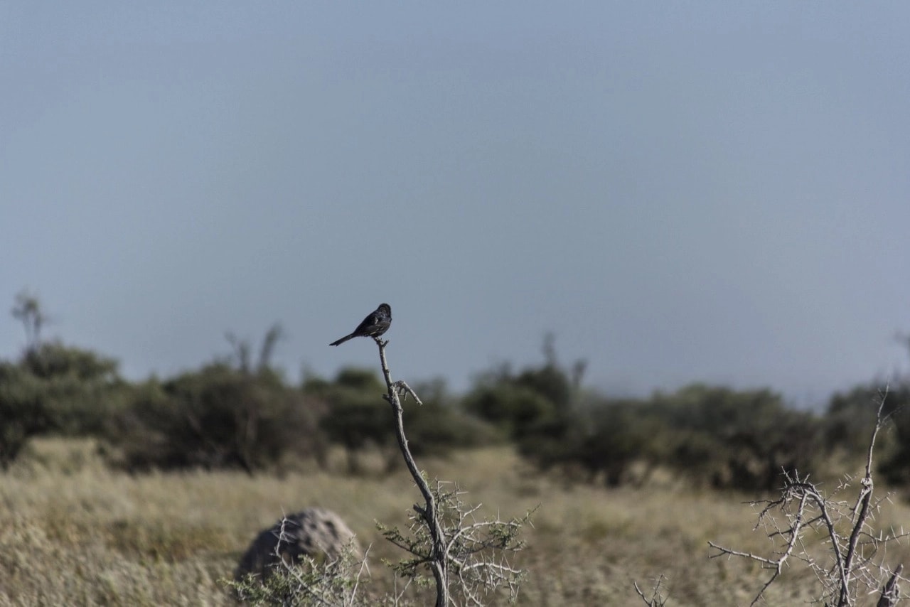 Kruger National Park Big Five wildlife viewing in diverse ecosystems
