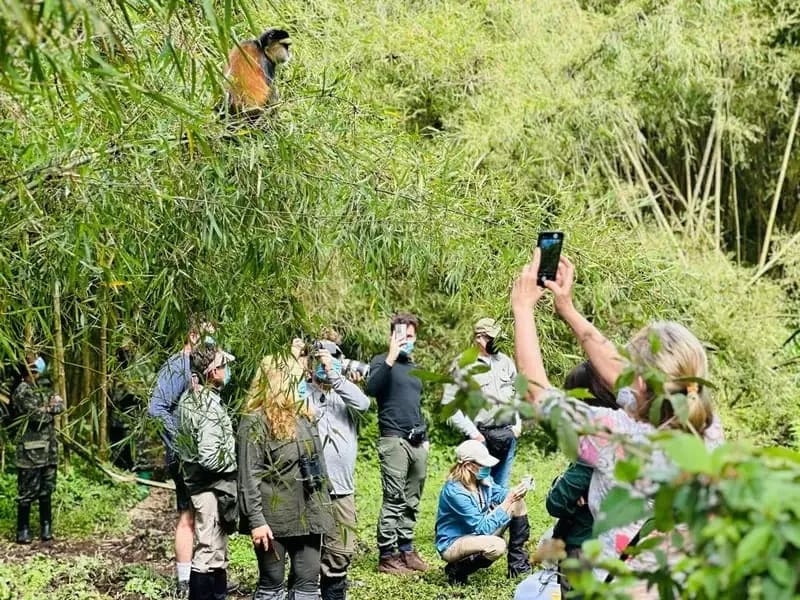 Les visiteurs suivant les singes dorés au Volcanoes National Park