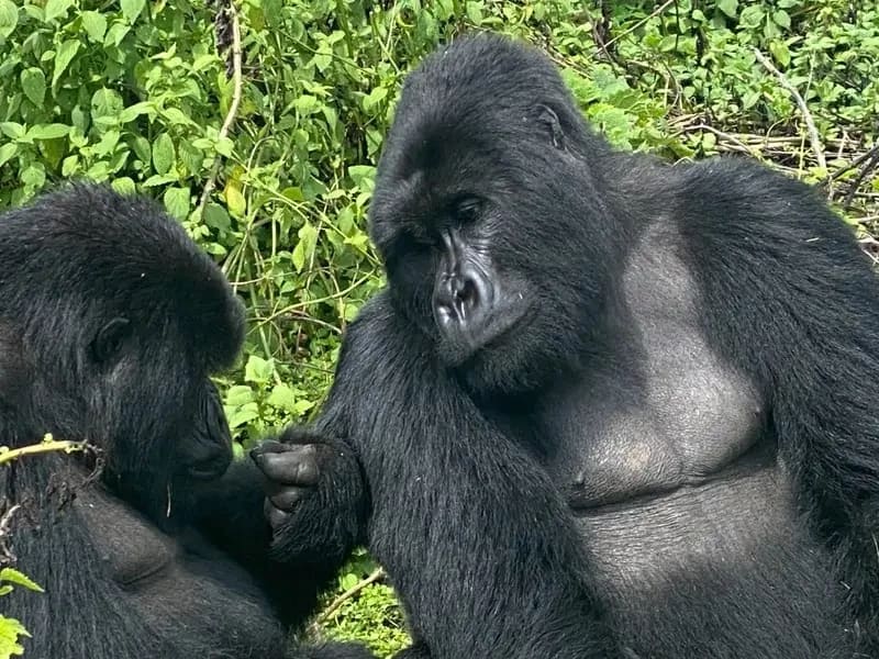Expérience de trekking des gorilles des montagnes dans le parc national Volucanoes du Rwanda