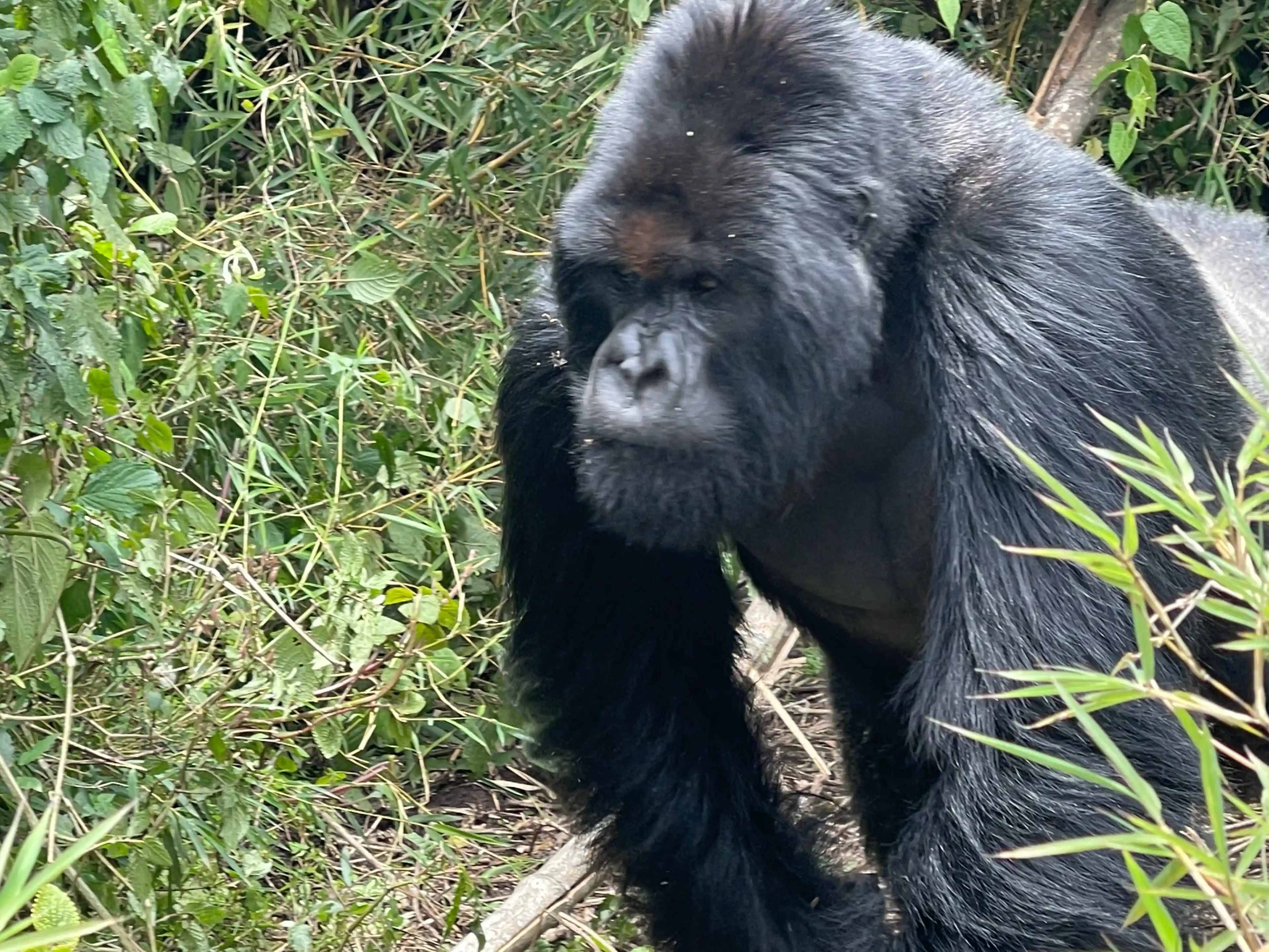 Un poderoso gorila silverback se encuentra entre la exuberante vegetación verde del Volcanoes National Park de Ruanda, mirando tranquilamente a lo lejos. Rodeado de denso bambú y follaje tropical, el gorila macho dominante exhibe su distintiva espalda plateada-gris, mostrando la notable vida silvestre y la belleza natural del hábitat de bosque de montaña del parque.