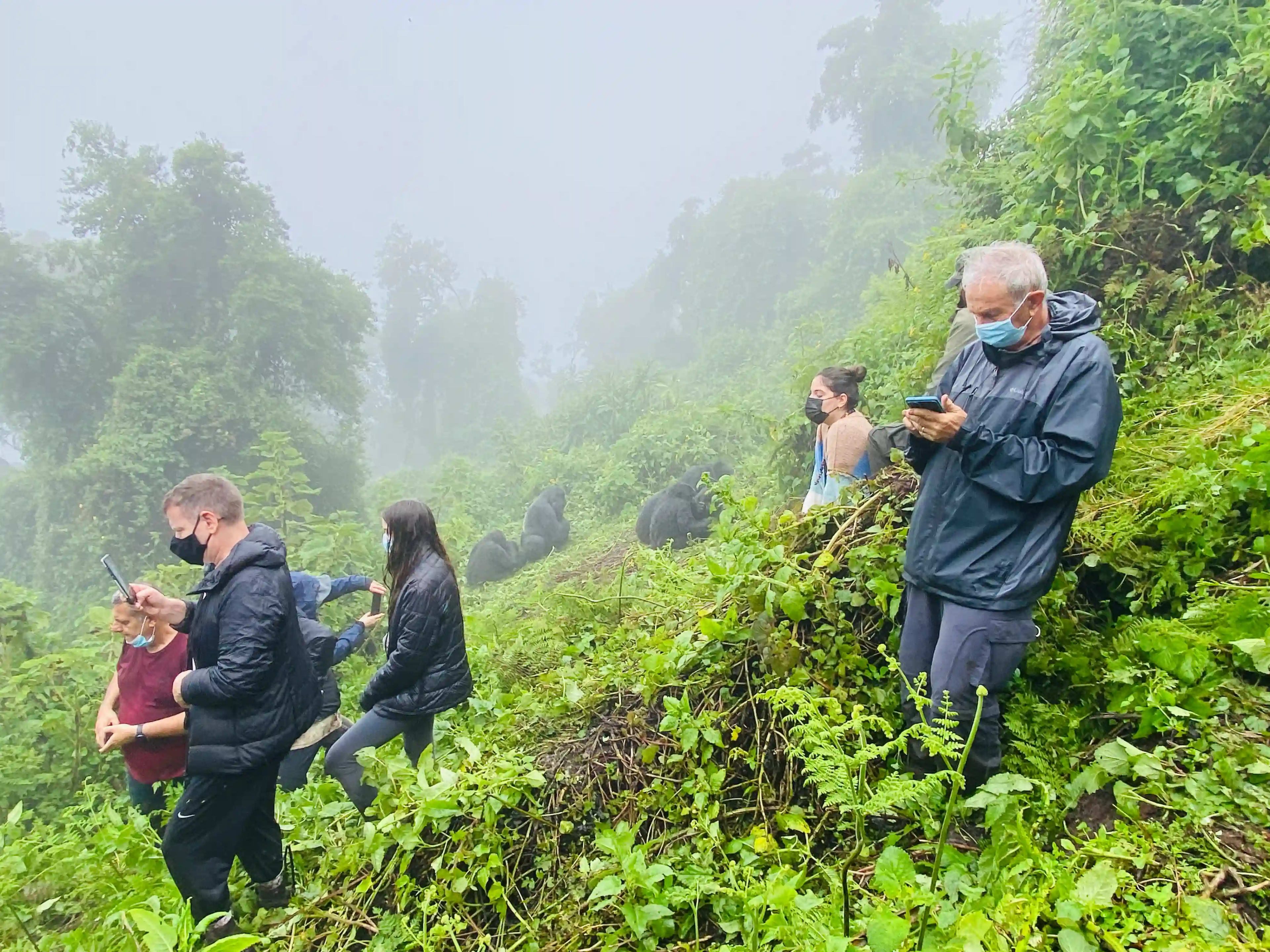Le trekking des gorilles en hiver, connu comme la basse saison dans Volcanoes National Prk