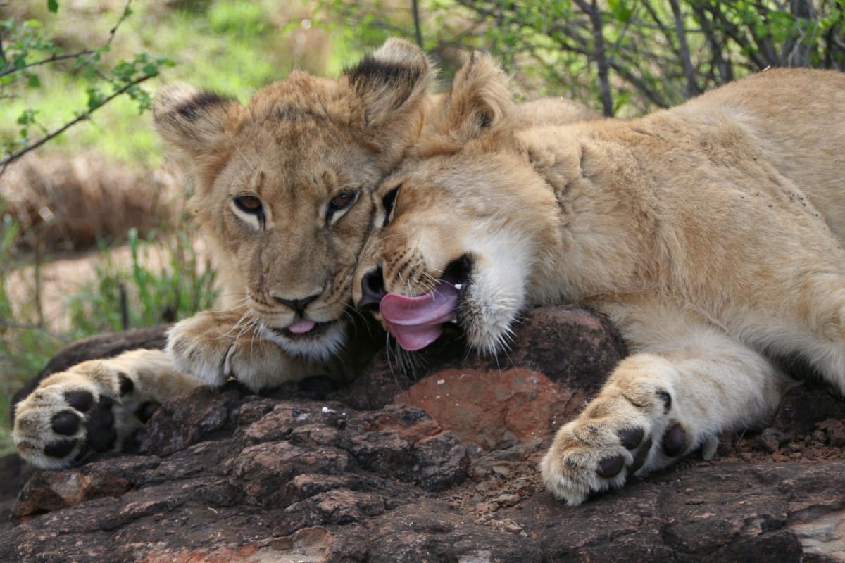 Where to See the Big Five in Tanzania? Best Safari Parks and Routes