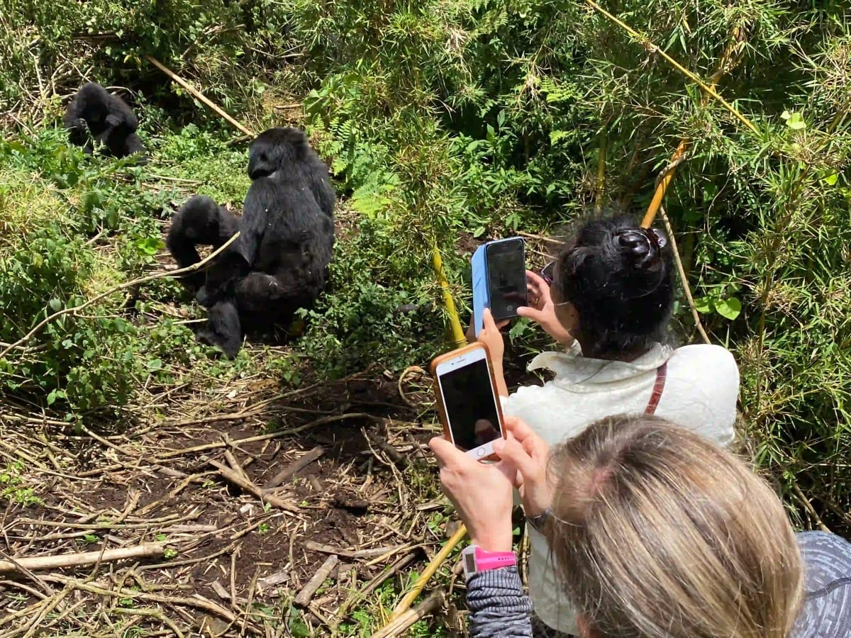 Gorilla Trekking With Family: Teenagers, Children and Mixed Ages