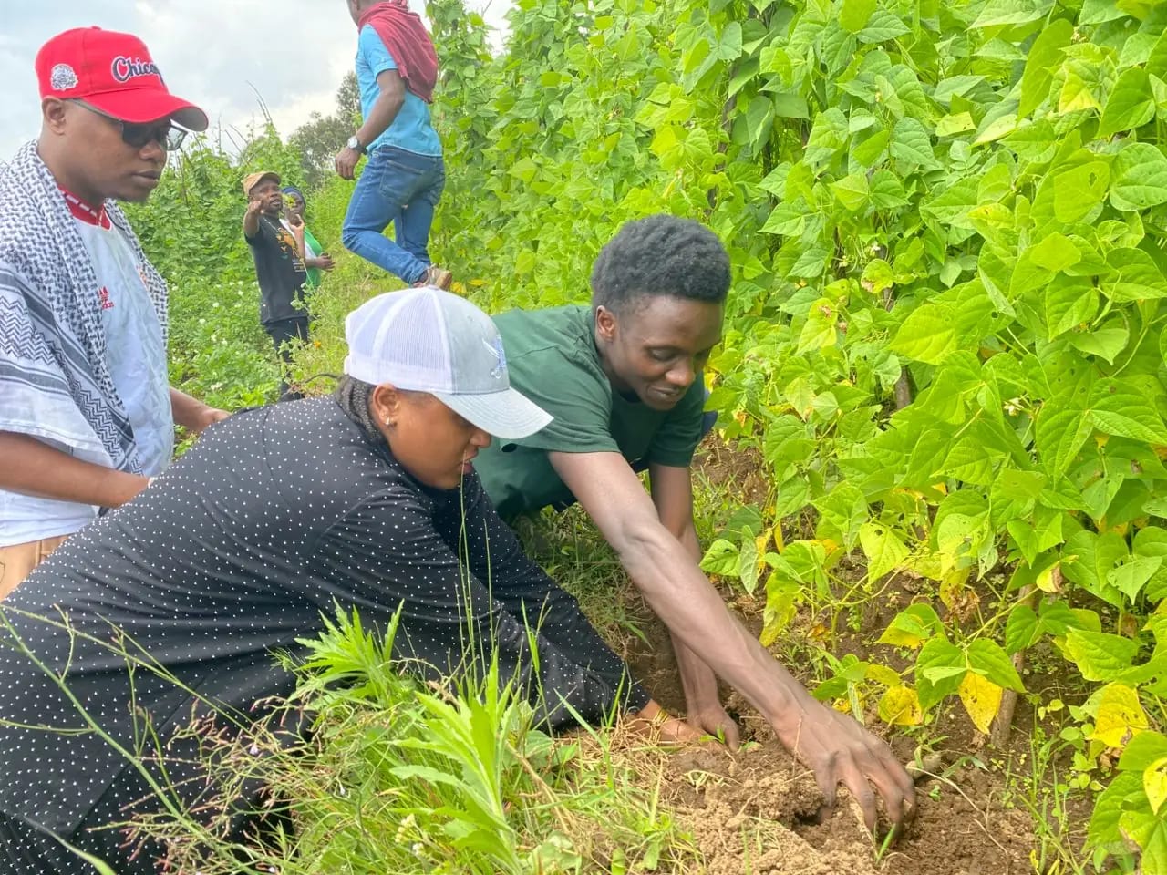 tree plantation initiative starters