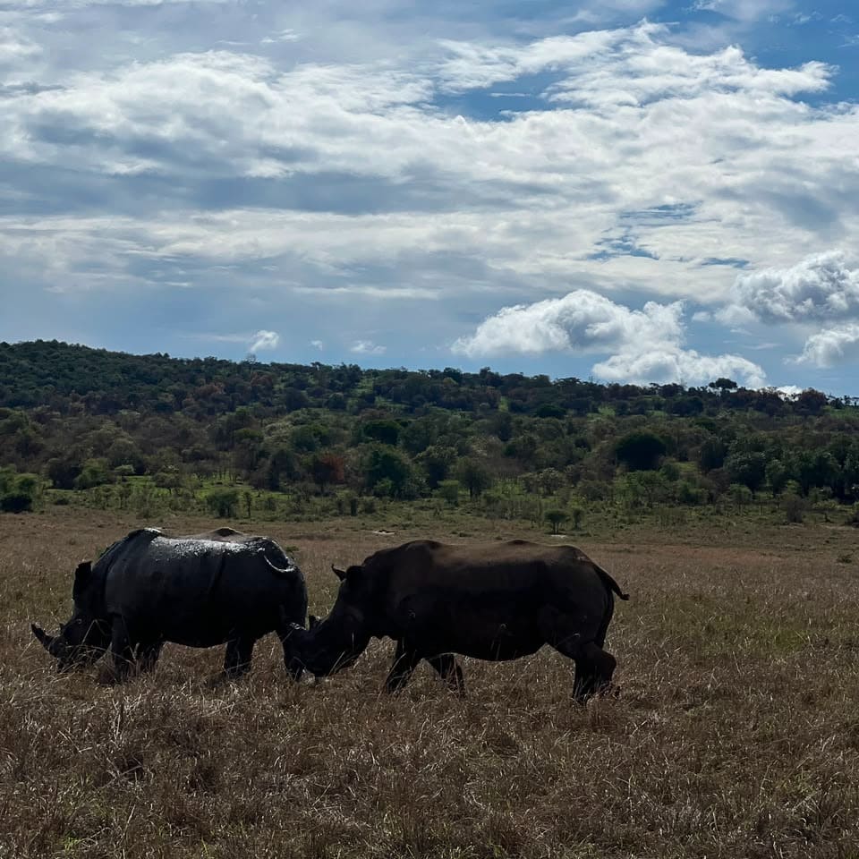 Two rhinos grazing on open grassland in Akagera National Park, Rwanda
