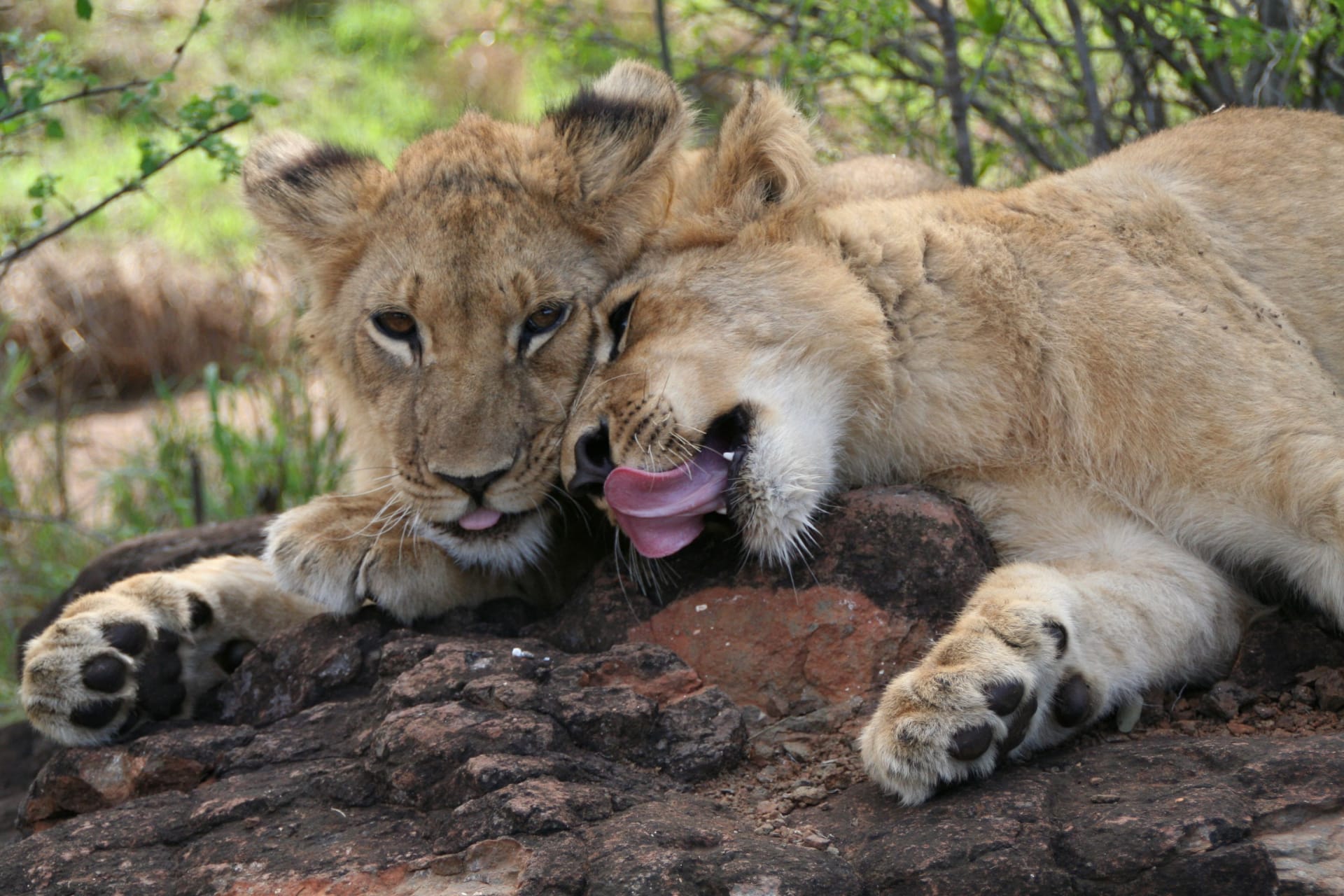 Two lion cubs resting on a rock in a Tanzanian national park