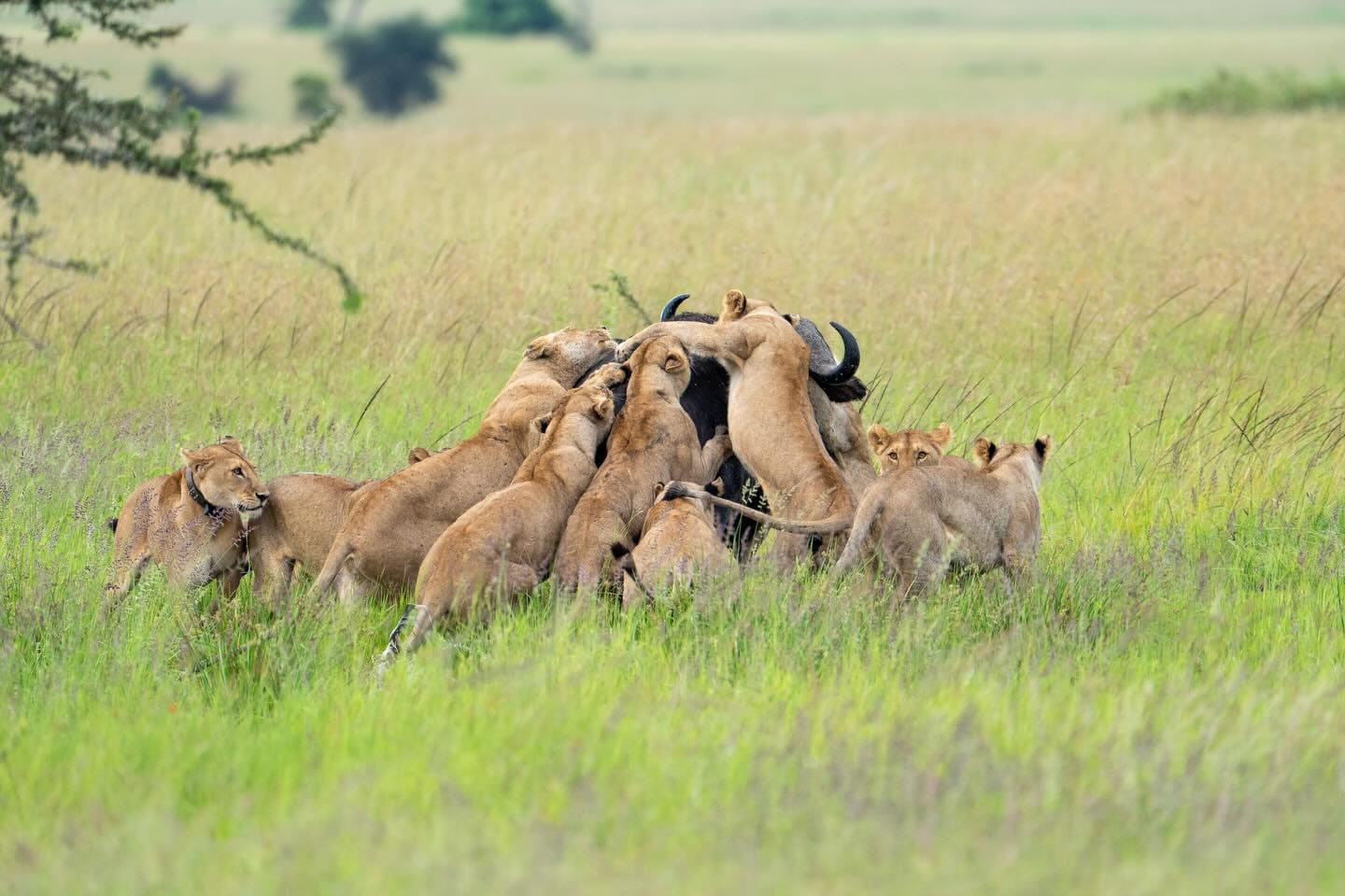 A pride of lions resting in long grass in a South African reserve