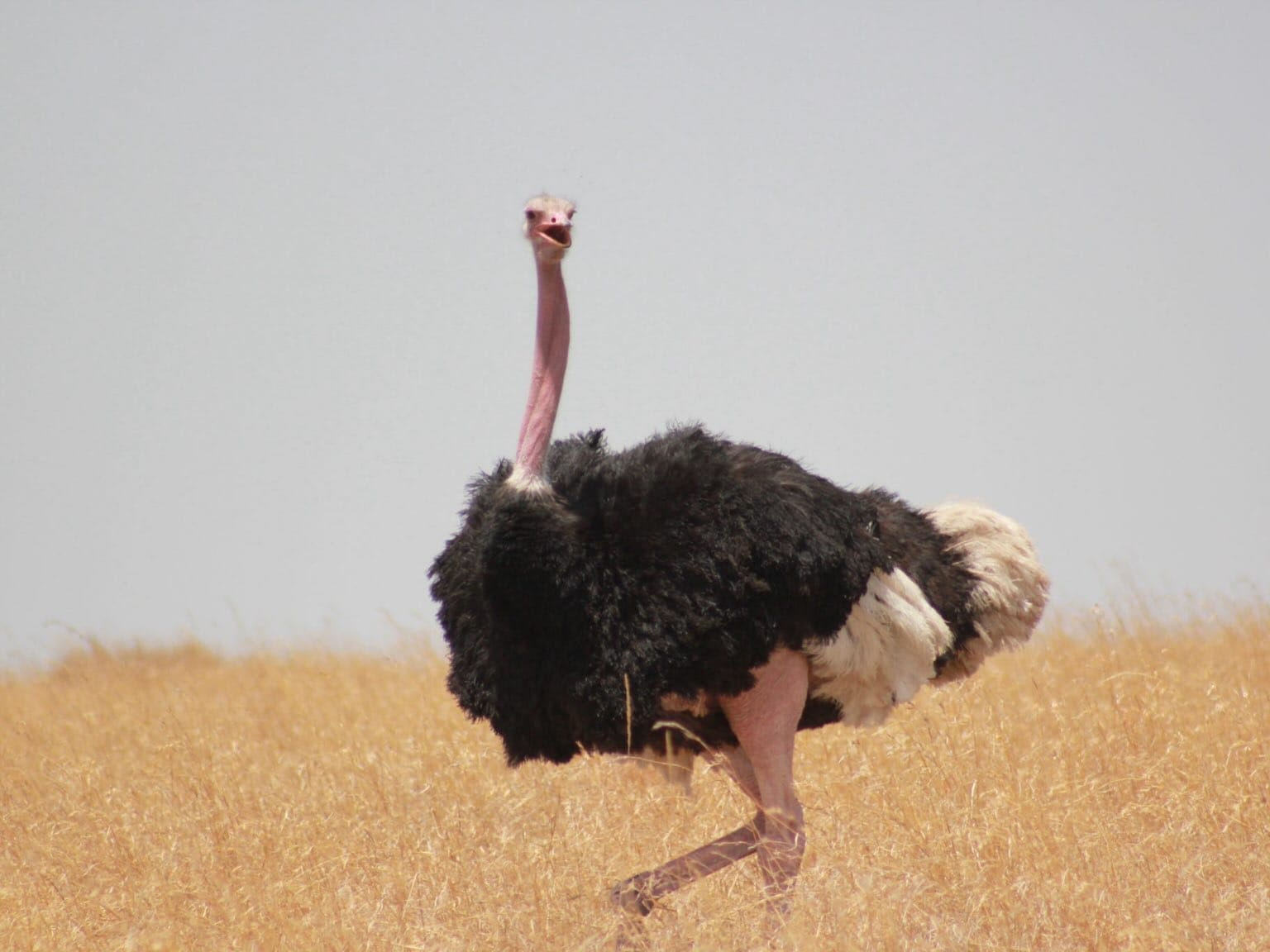 8-Day South Africa Birding Safari: Wetlands, Forests & Coastal Birds