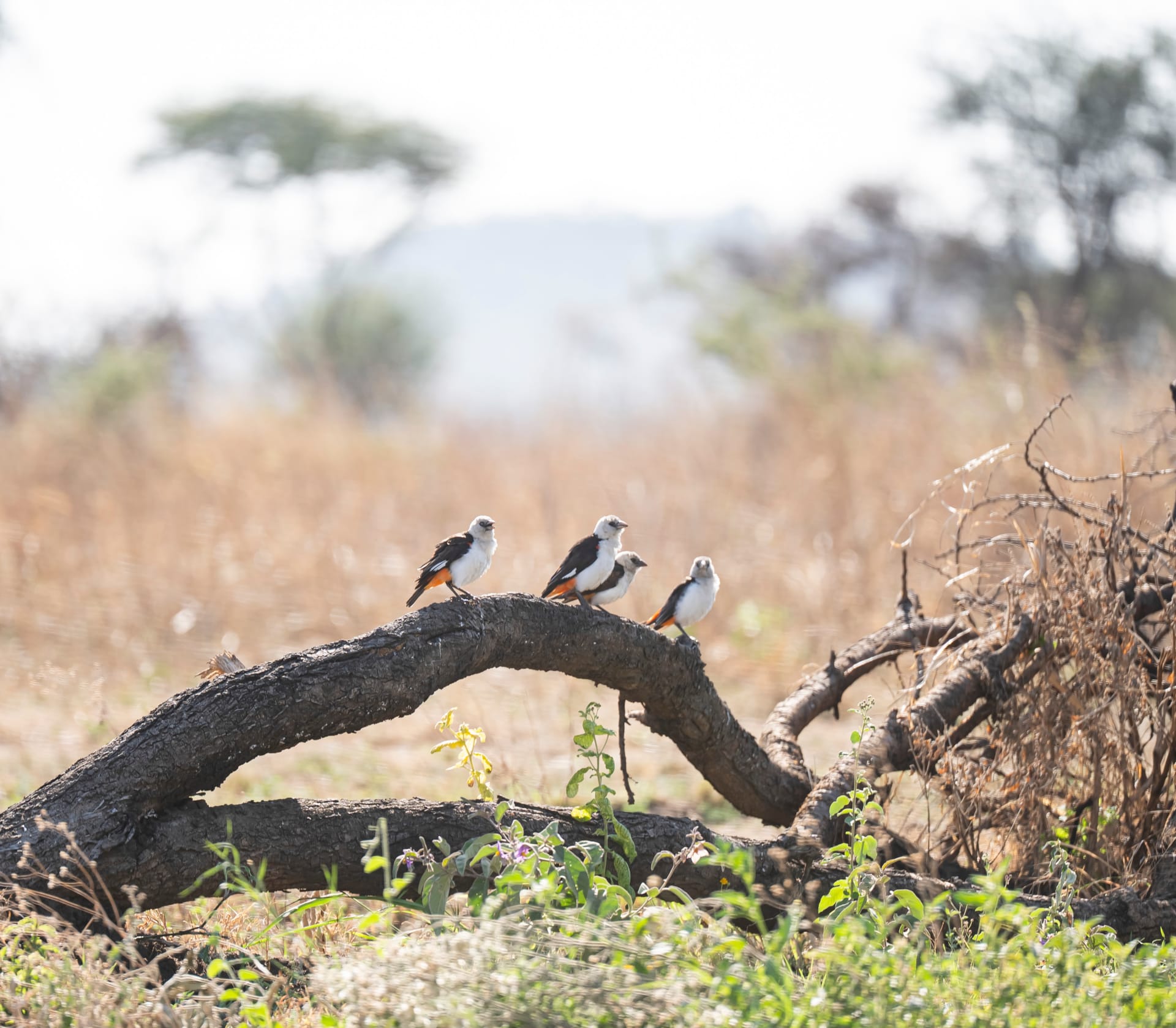 Small birds perched on a fallen branch on dry savanna