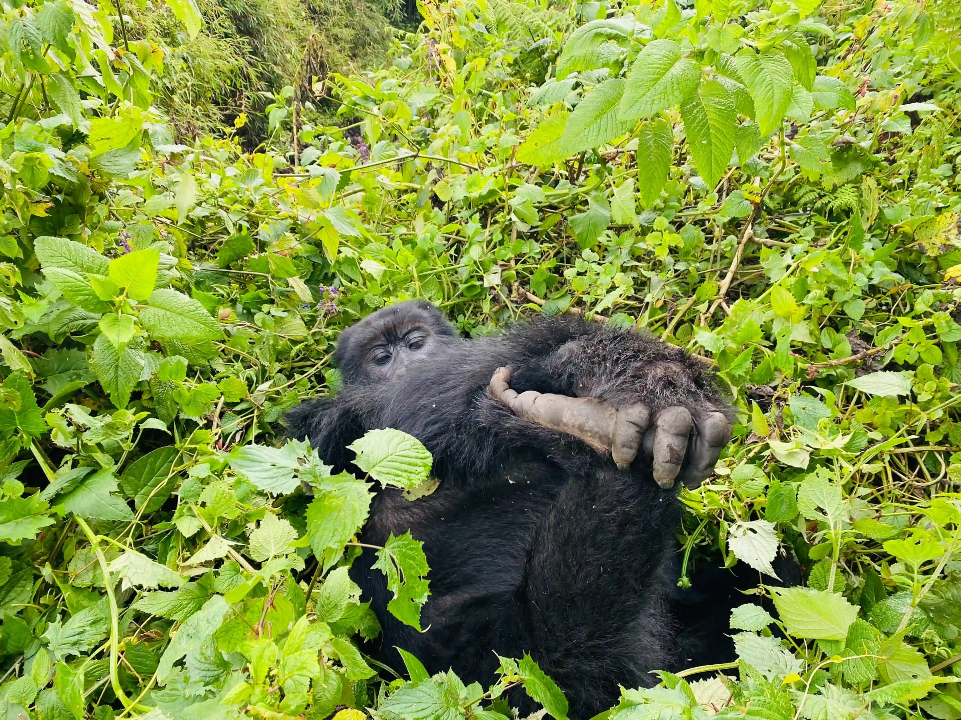 Gorille de montagne au repos allongé sur une végétation verte luxuriante avec une jambe levée dans le parc national impénétrable de Bwindi lors d'une expérience de trekking des gorilles.