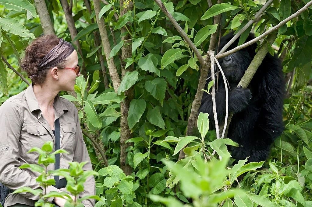 Beste Zeit, Bwindi für Berggorilla-Trekking zu besuchen – eine Frau wandert durch den Bwindi Impenetrable Forest während einer geführten Berggorilla-Trekking-Erfahrung in Uganda.