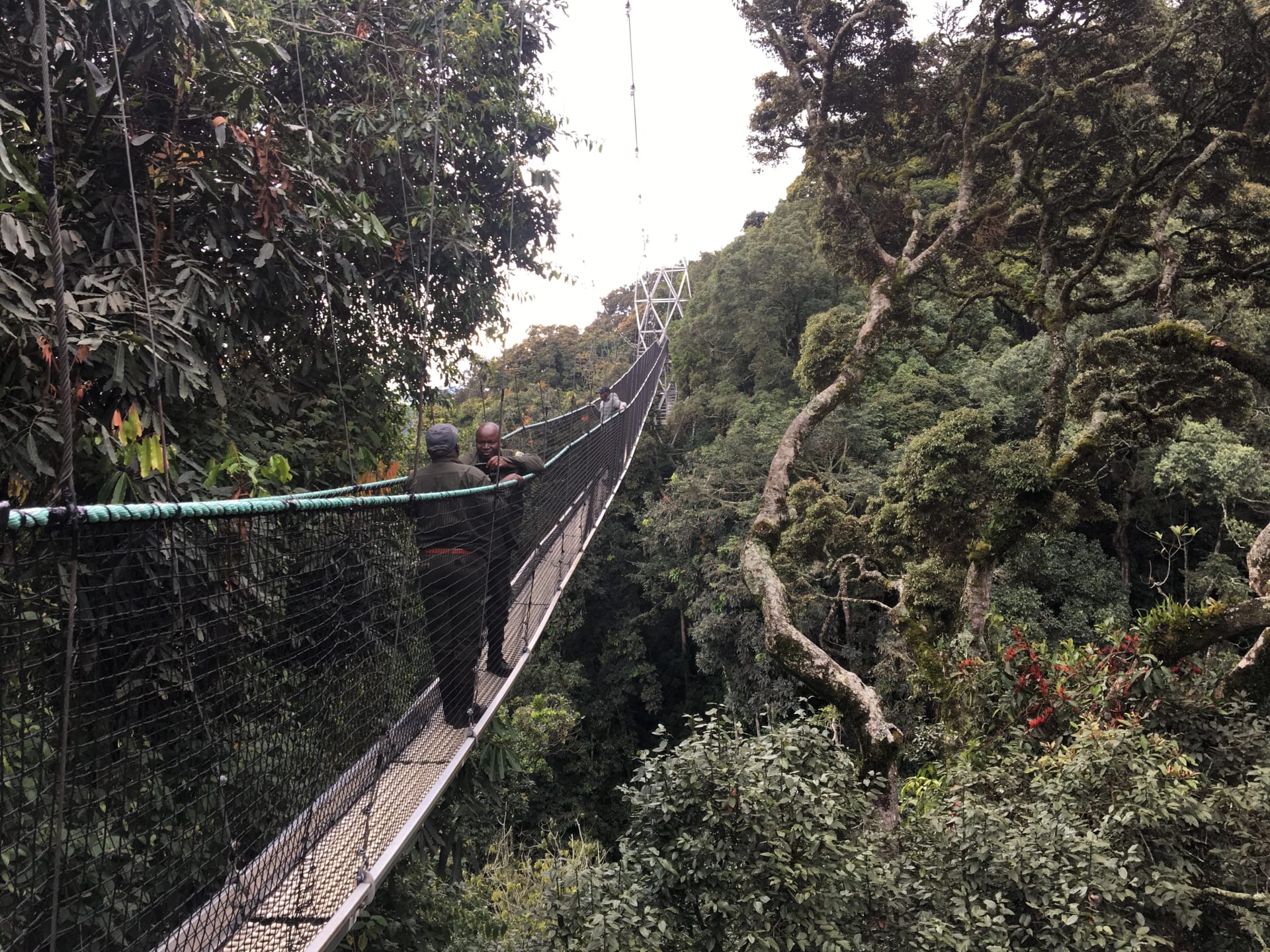 A suspension walkway through the treetops of Nyungwe National Park, Rwanda