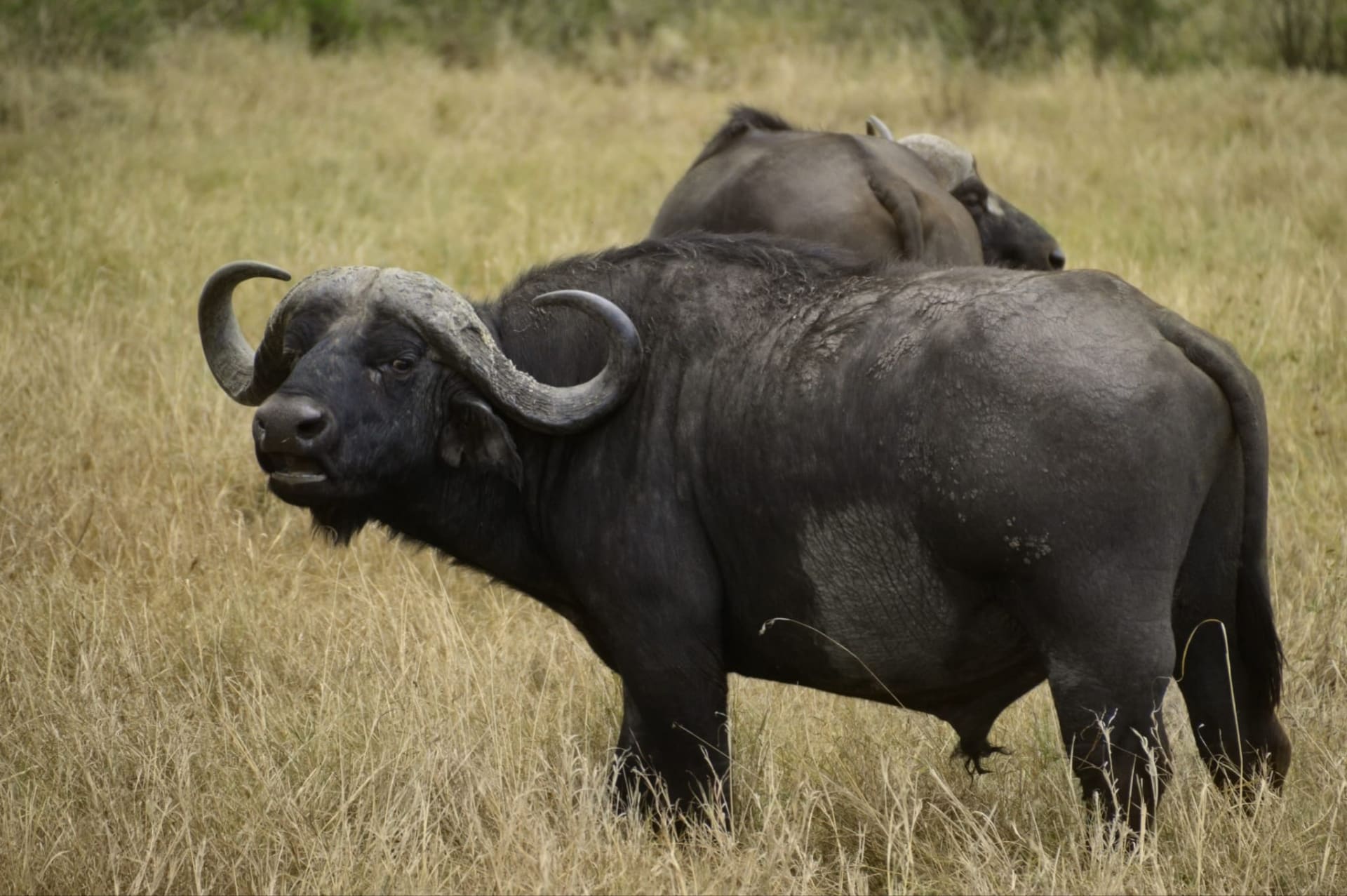 6-Day South Africa Safari & Wetland Adventure: Big Five, Hippos & Coastal Wildlife
