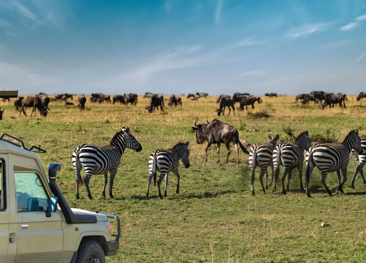 Troupeaux de gnous migrant vers le nord depuis le Serengeti sud vers le Serengeti central pendant la Grande Migration des Gnous en Tanzanie.