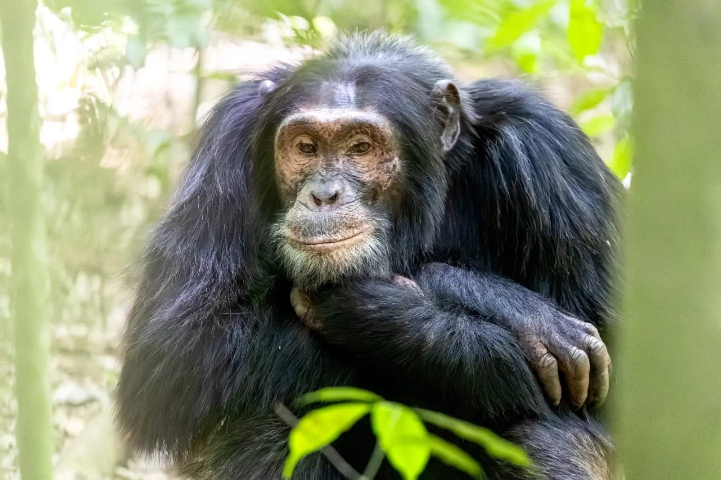 7-Day Rwanda Primate Safari: Gorillas, Chimpanzees & Canopy Walk