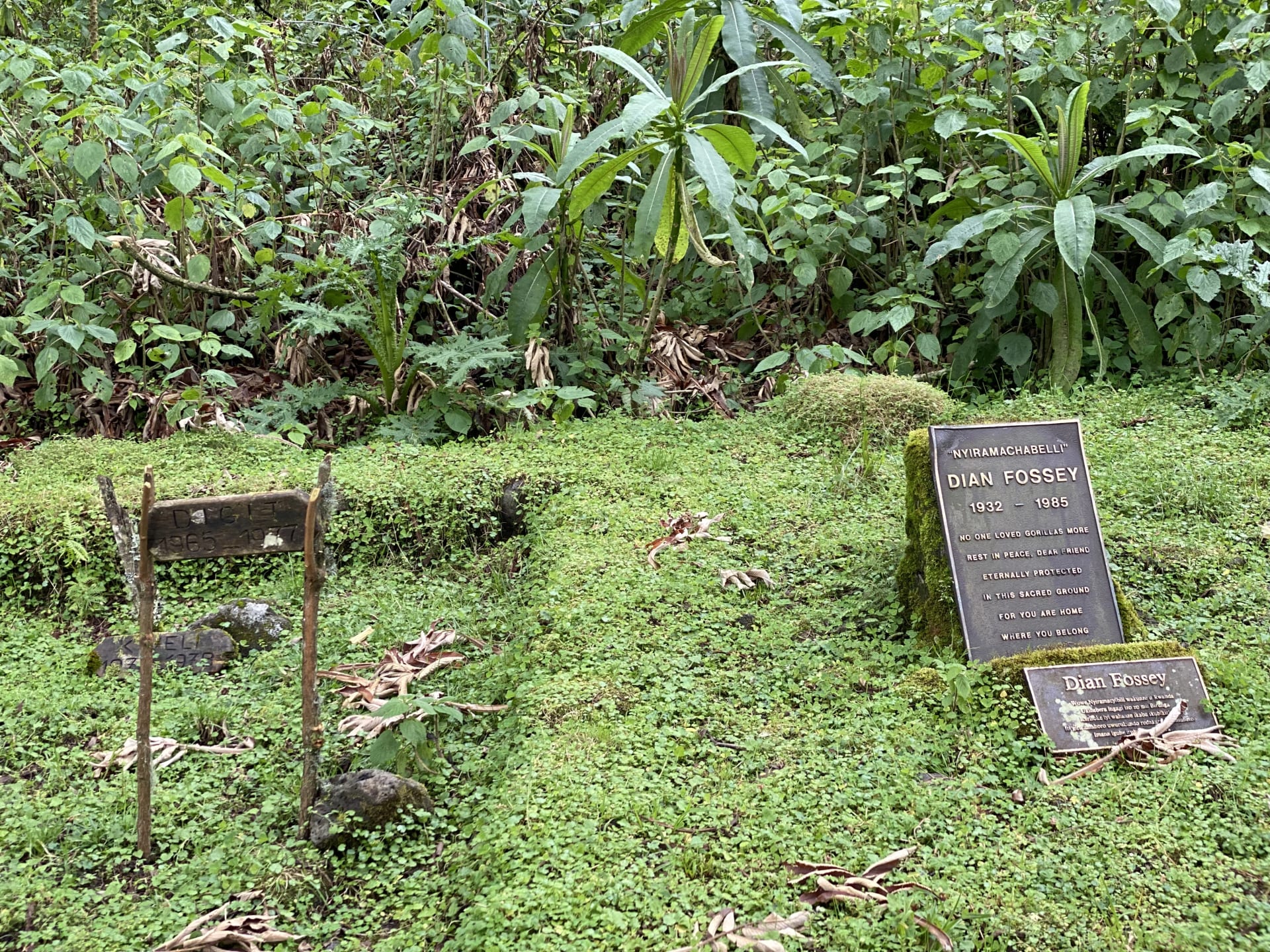 A memorial marker in the gorilla cemetery at the Karisoke site in Volcanoes National Park