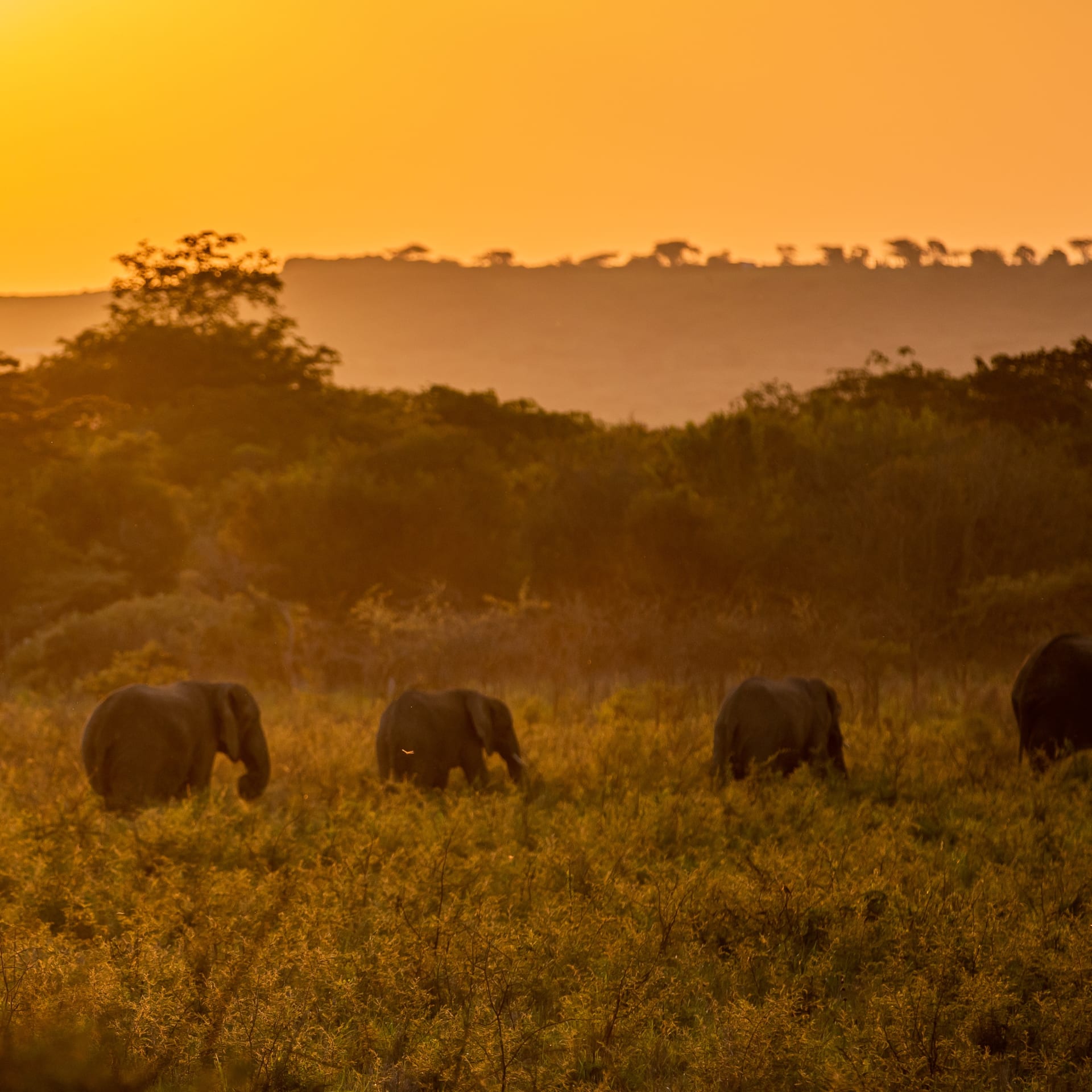 A herd of elephants walking through golden light on the savanna