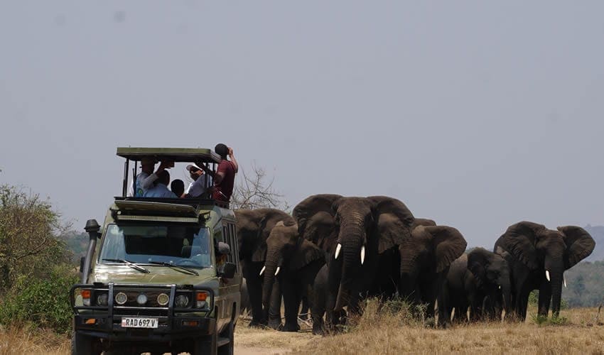 6-Day Rwanda Gorilla Trekking & Big Five Safari