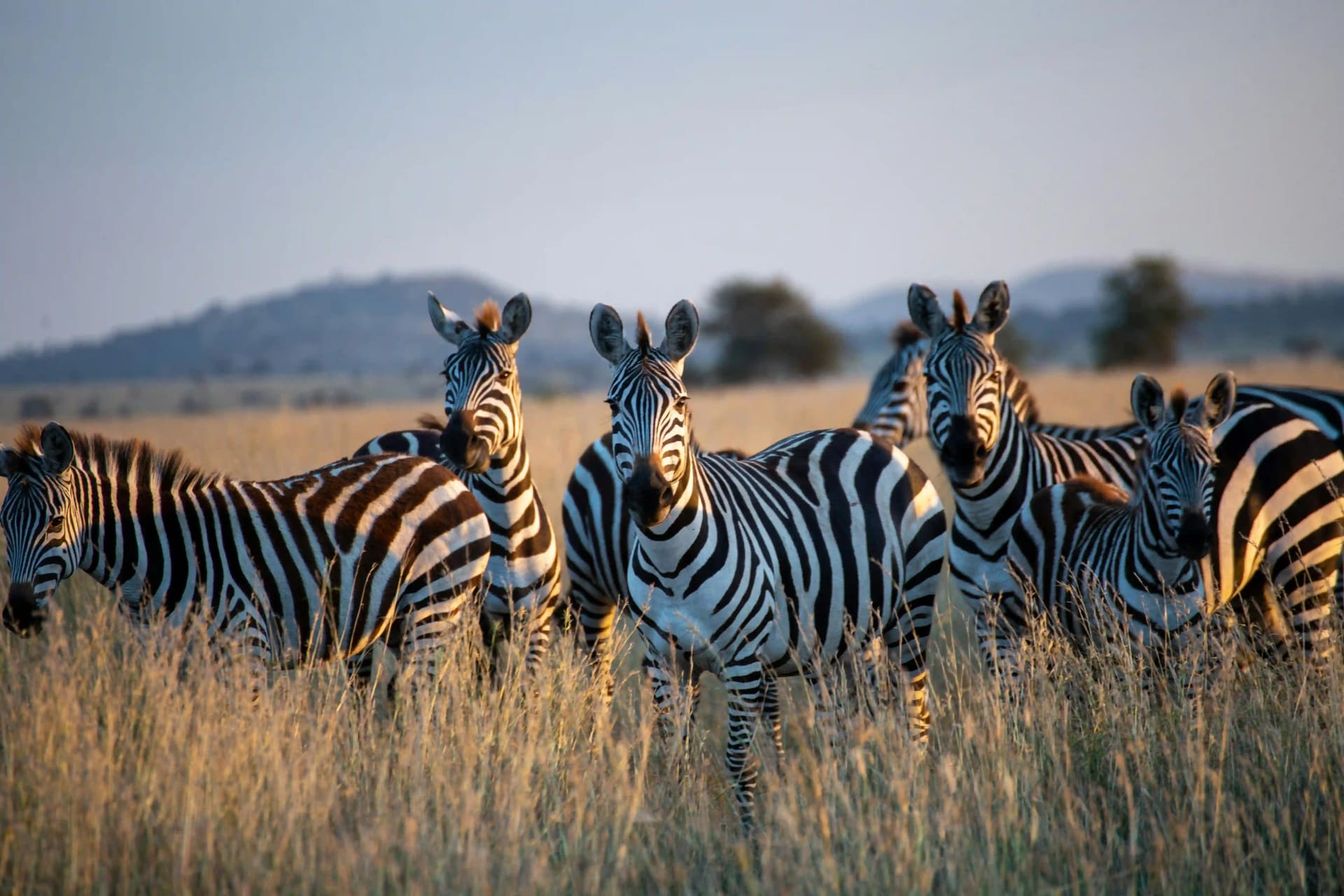 Zebras weiden in der goldenen Savanne des Serengeti National Park, Tansania — ein atemberaubender Blick auf Afrikas wilde Schönheit.