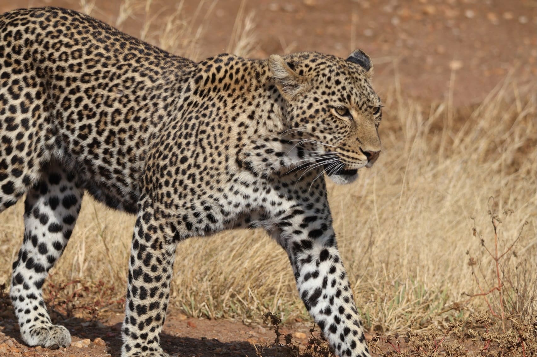 A leopard walking through dry grass in a national park