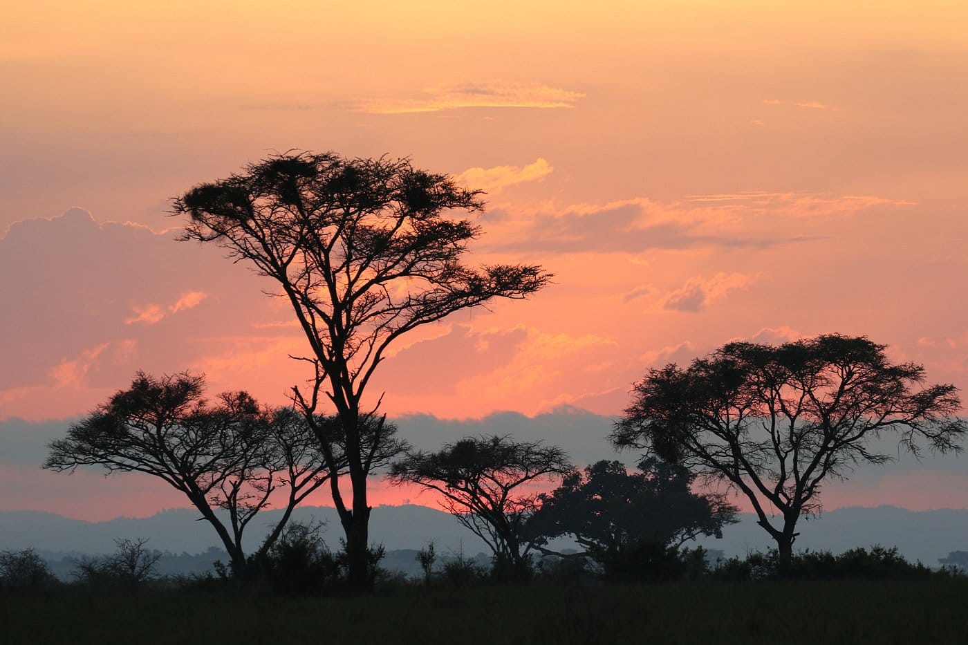 Acacia trees against an orange African sunset
