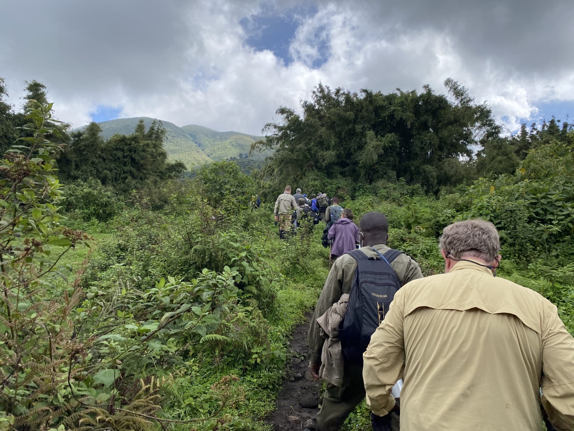 Trekkers walking along a green trail towards the golden monkey forest in Volcanoes National Park