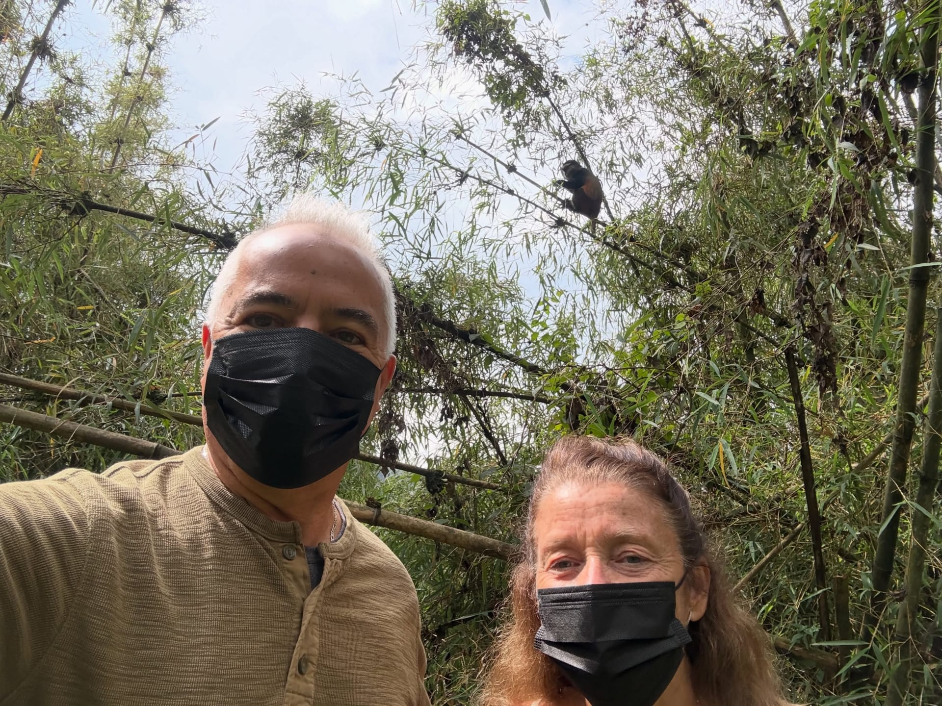 Two travellers in face masks in the bamboo forest where golden monkeys live