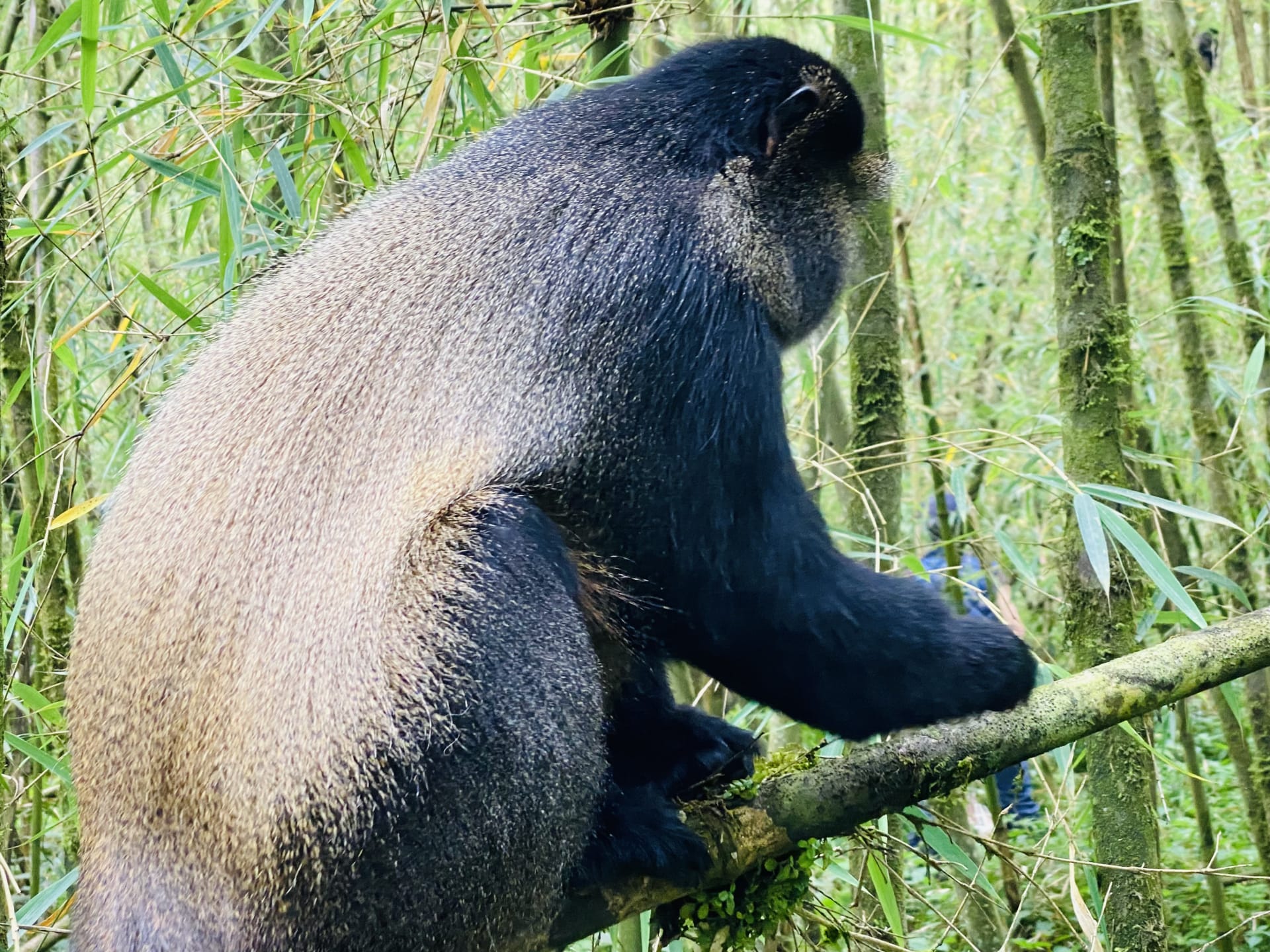 A golden monkey sitting on a branch among bamboo in Volcanoes National Park, Rwanda