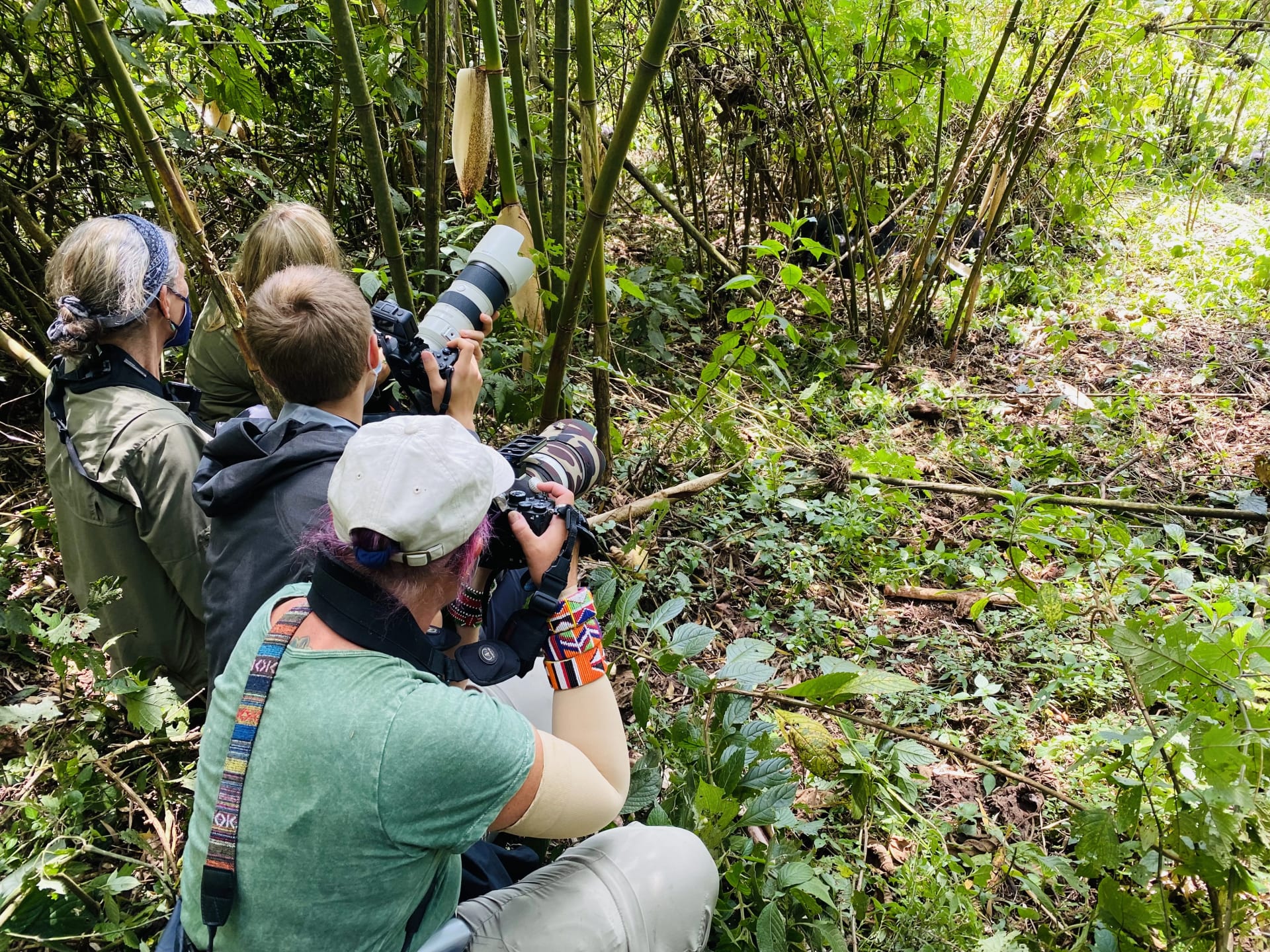 Visitors photographing golden monkeys in the bamboo forest of Volcanoes National Park