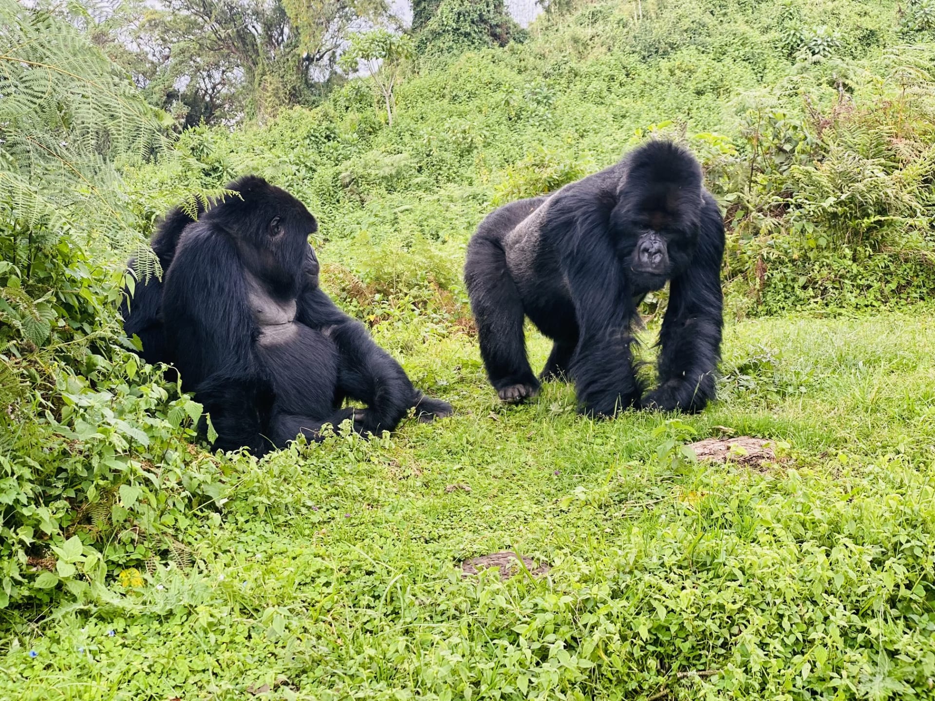 Two mountain gorillas on a grassy clearing in Uganda