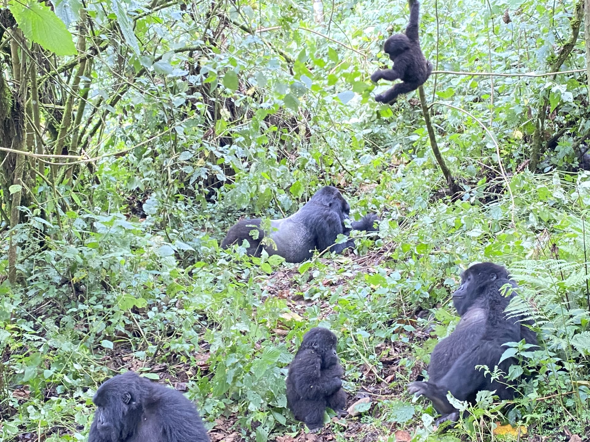 Gorillas feeding in dense vegetation while a young one climbs a stem