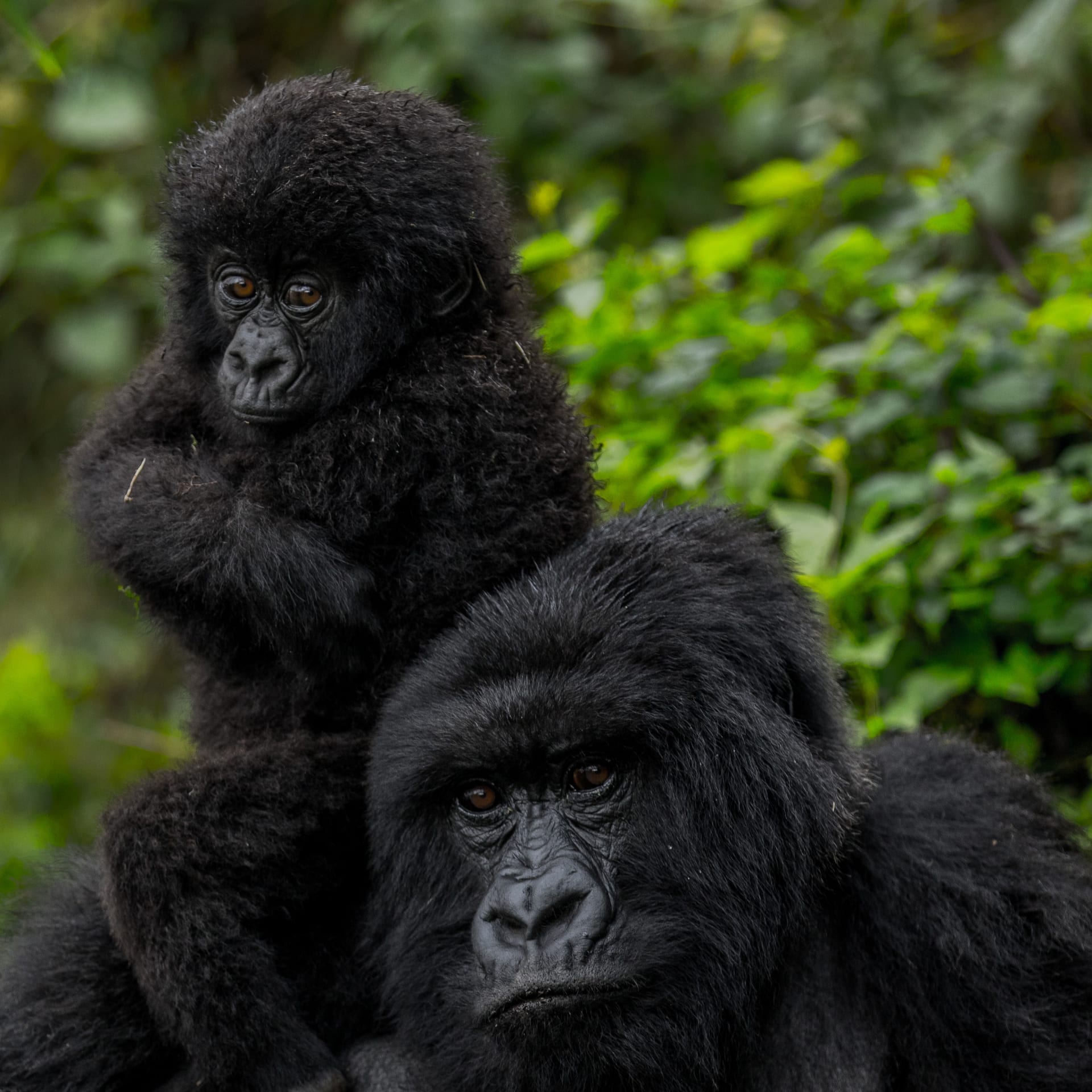10-Day Uganda Primates & Wildlife Expedition: Gorillas, Chimps and Big Game