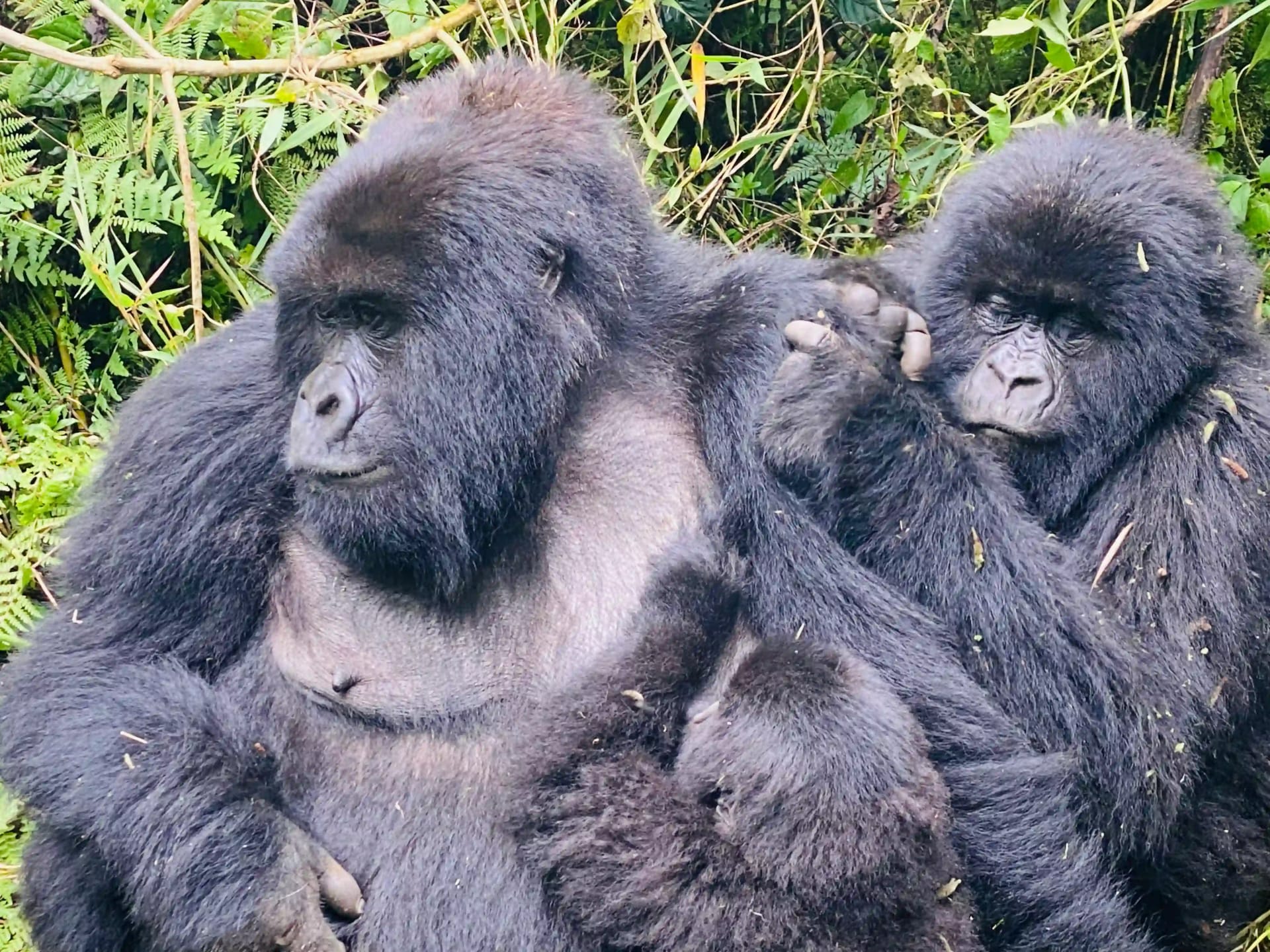 Gruppen-Mountain-Gorilla-Trekking in Ruanda: Das ultimative Safari-Erlebnis, eine Mutter-Mountain-Gorilla, die sanft über ihre Jungen im üppigen Virunga-Regenwald wacht.