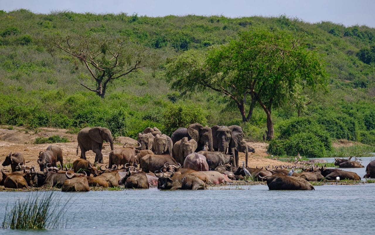 Elephants and buffalo drinking along the shore of the Kazinga Channel in Queen Elizabeth National Park