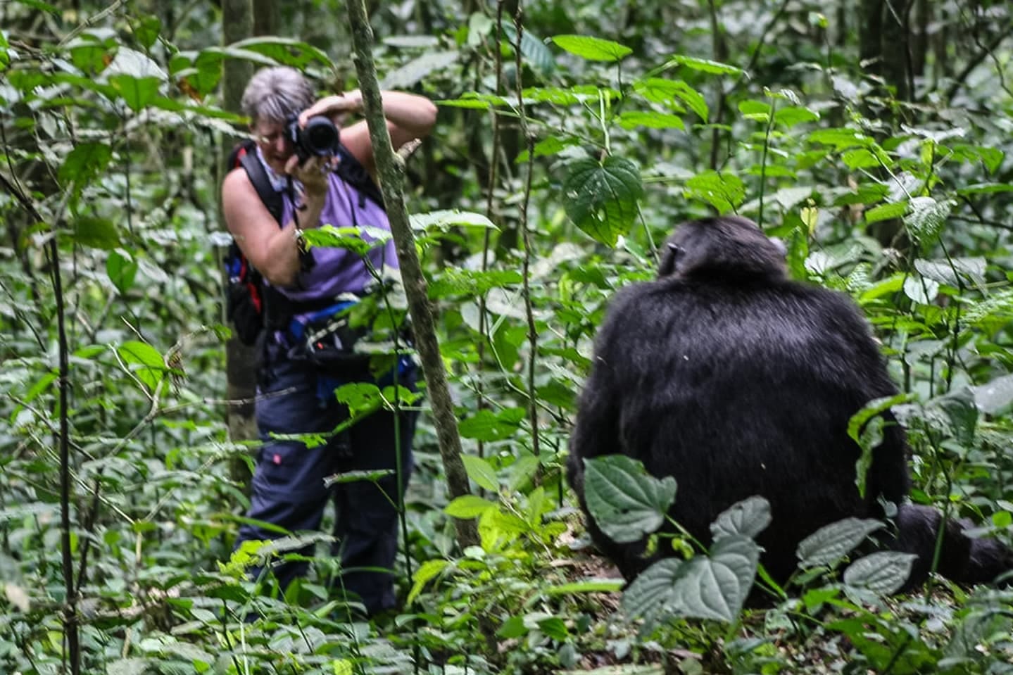5-Day Uganda Chimpanzee Habituation Experience & Forest Safari