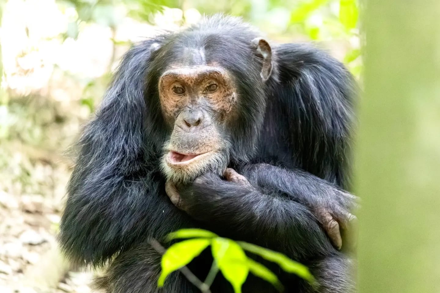 6-Day Uganda Chimpanzee Tracking, Big Game & Kazinga Channel Safari