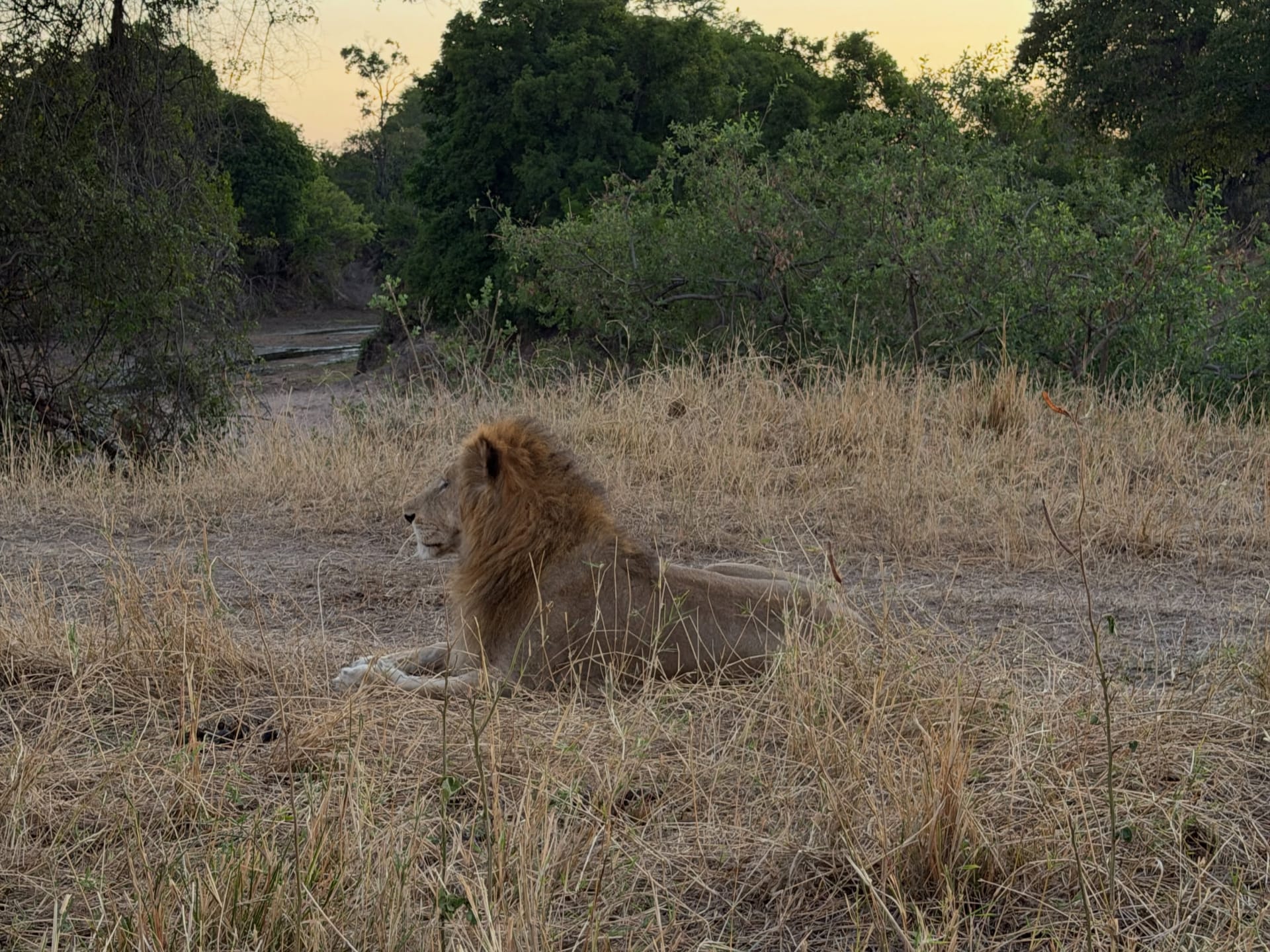 Un lion mâle reposant sous des arbres dans la brousse sèche