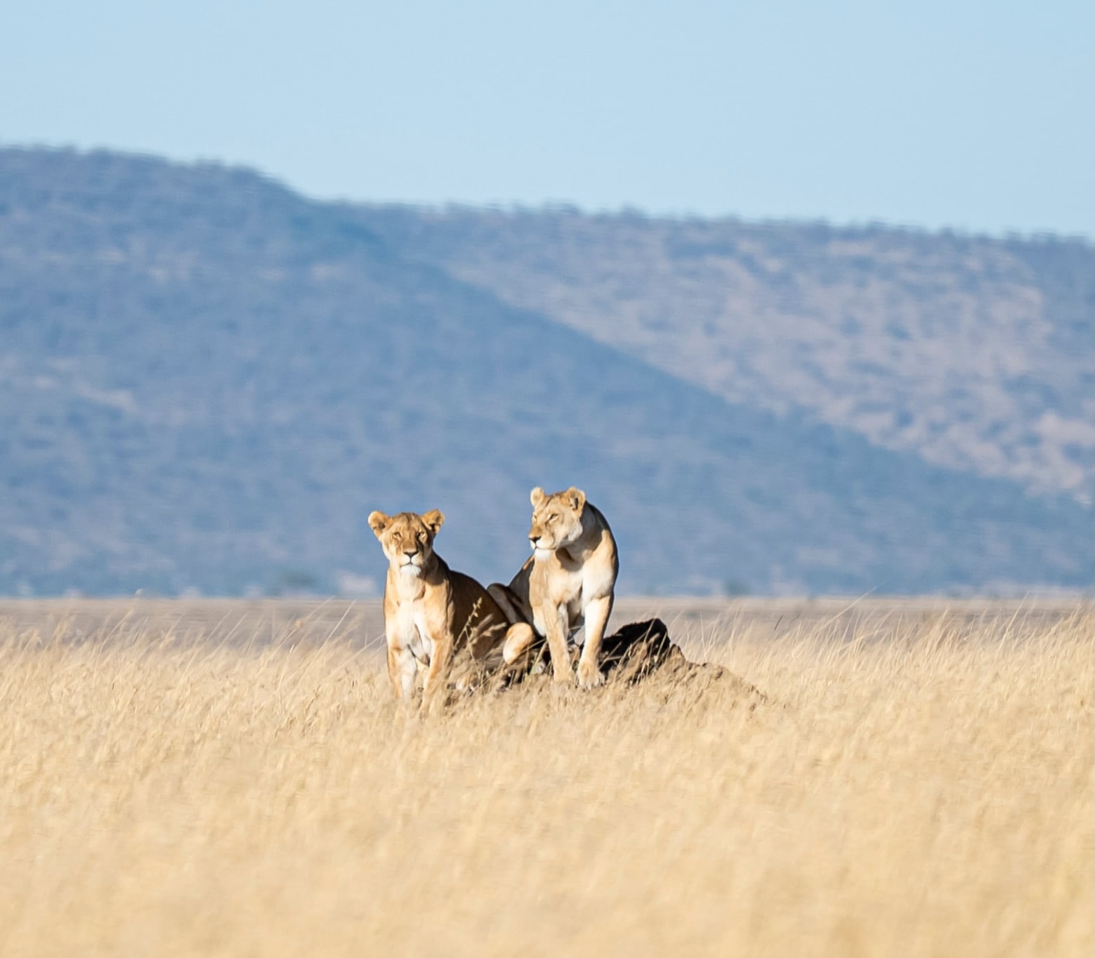 Two lions sitting on a rise in a wide golden plain