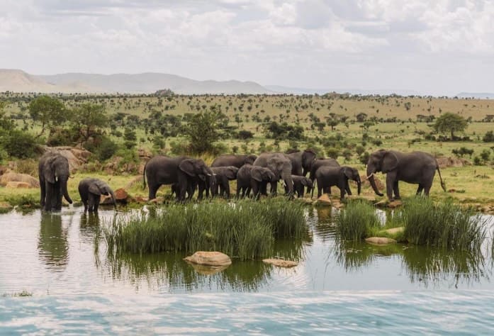 A herd of elephants drinking at a waterhole in front of a lodge in Tanzania