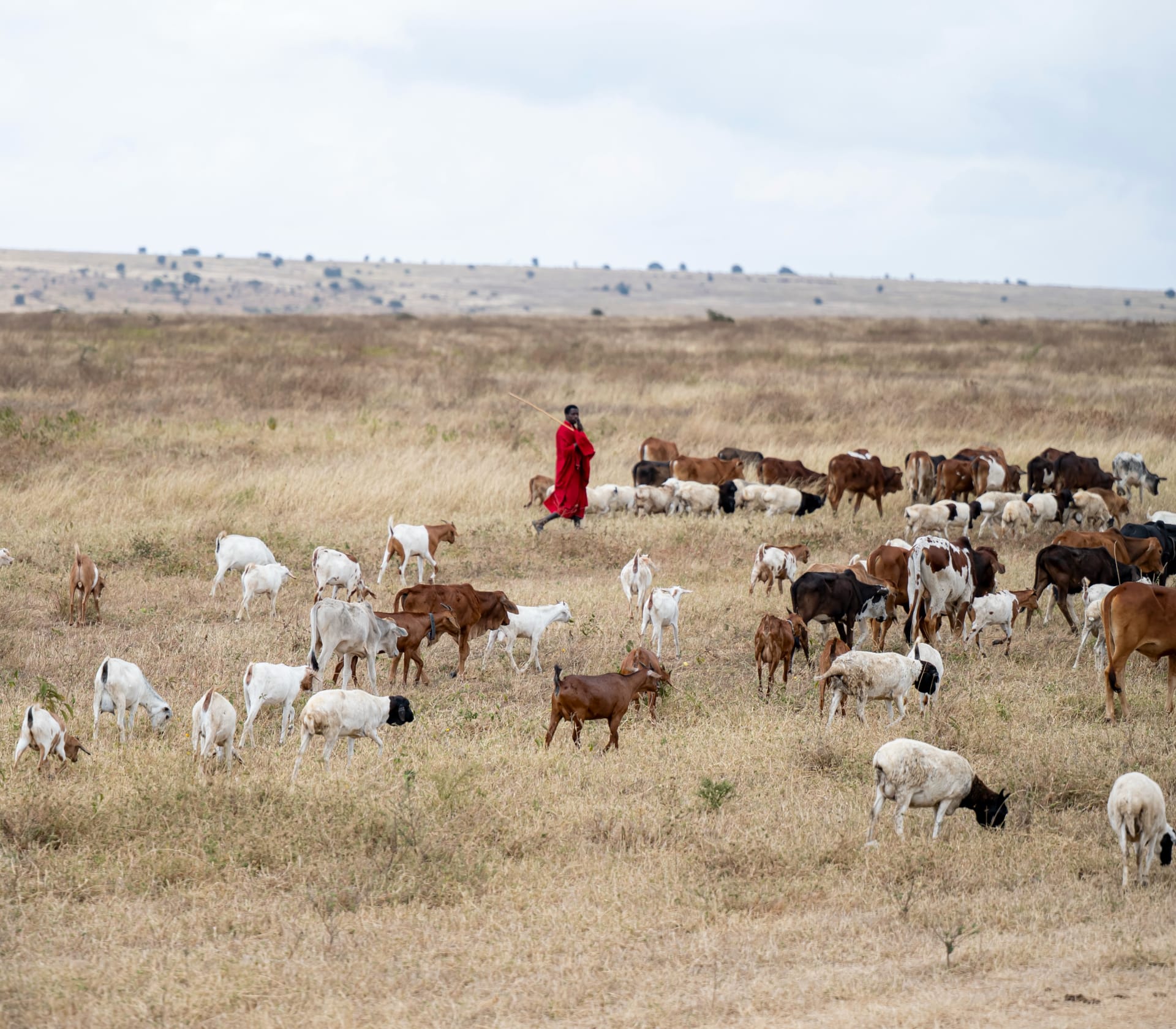 Ein Maasai-Hirt mit Rindern und Ziegen auf trockenen Ebenen